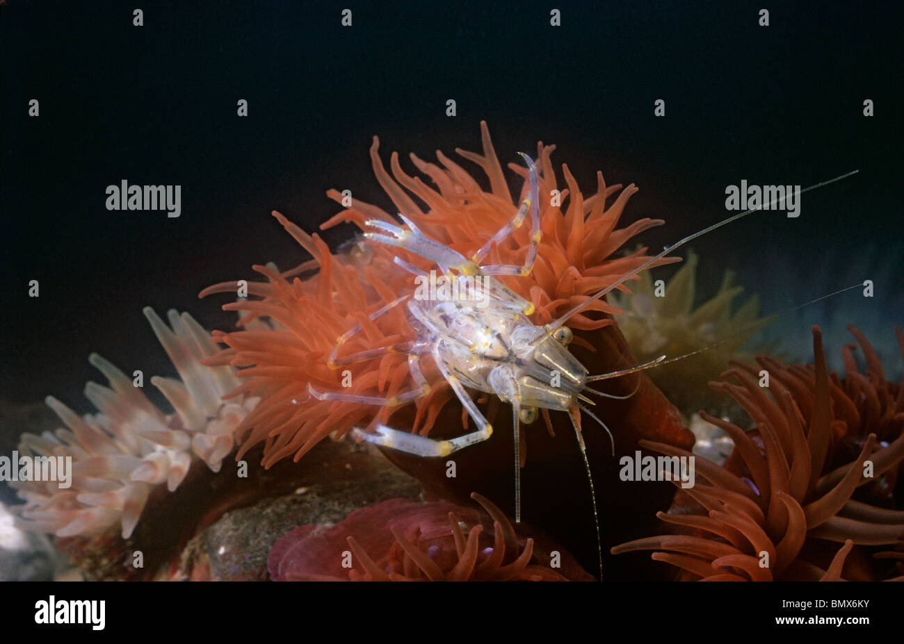 Beadlet anemone feeds on prawns in rock pools. Stock Photo