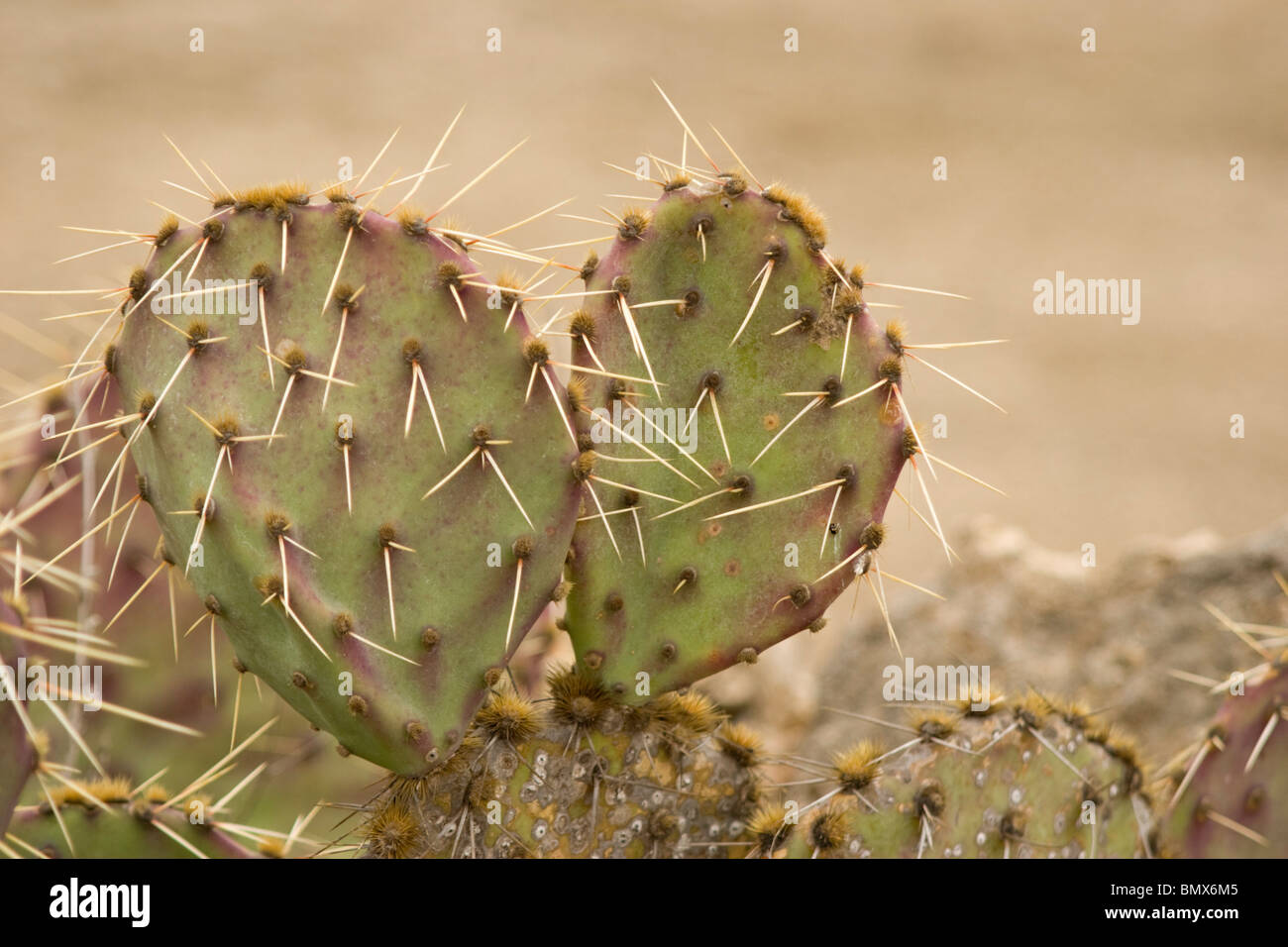 thumbnail image 2 of 2 Prickly Pear Cactus Pads – Opuntia, Fresh Cuttings For Planting – Cold & Drought Resistant 2 of 3