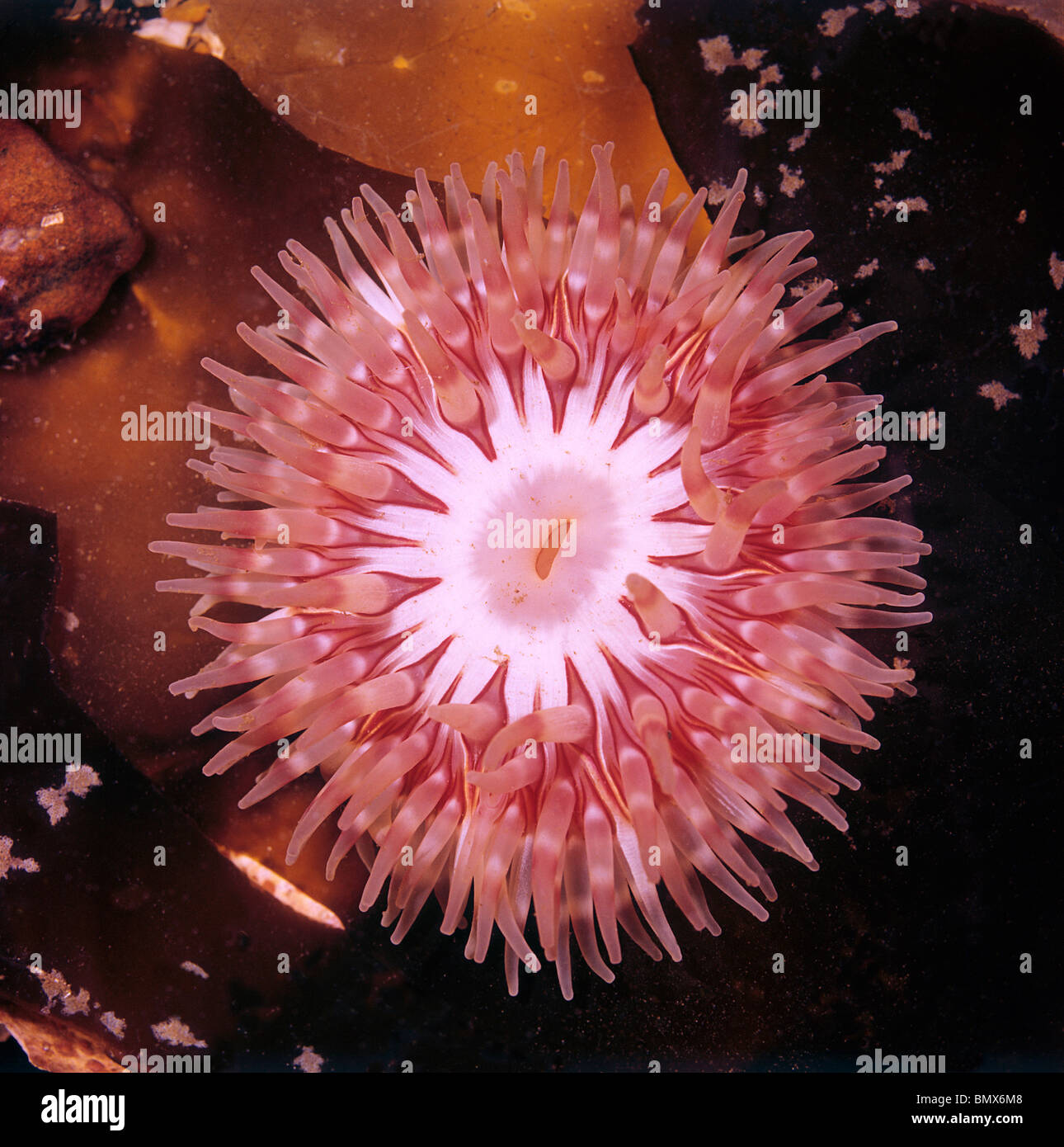 Dahlia sea anemone showing radial symmetry Stock Photo