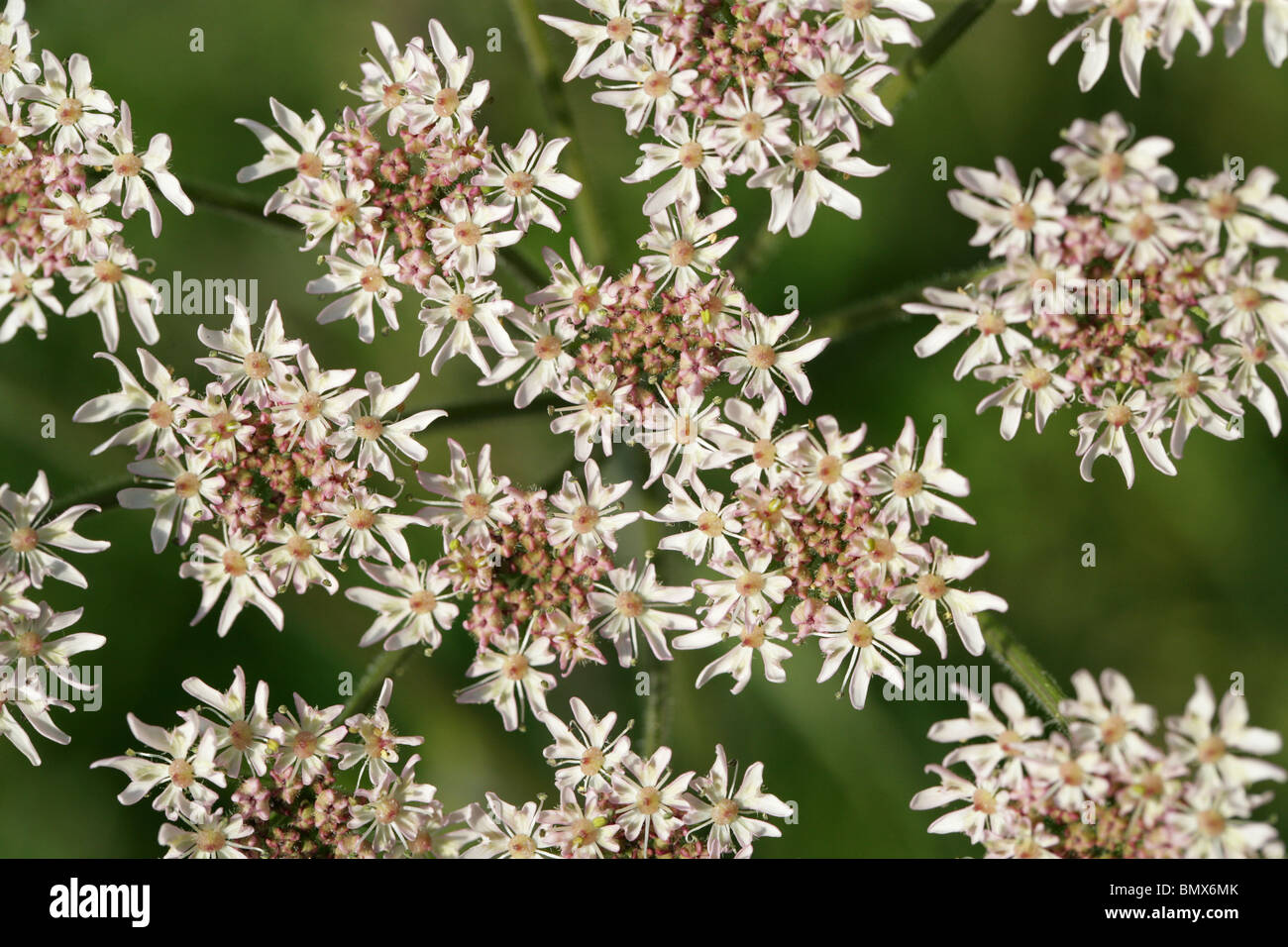 Hogweed, Heraculeum sphondylium, Apiaceae (Umbelliferae) Stock Photo