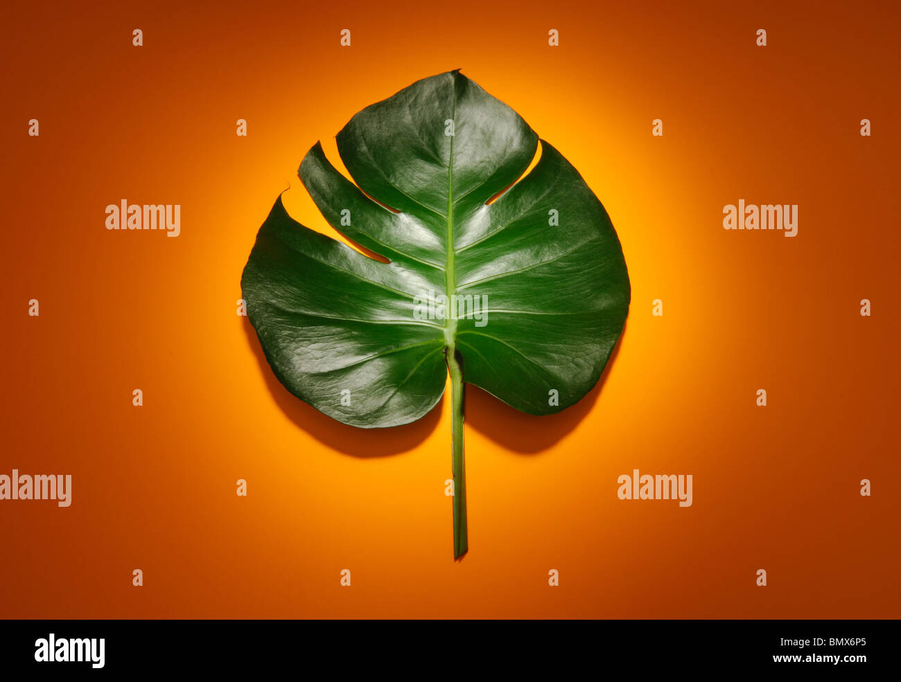 Tropical green plant leaf and stem, orange background Stock Photo