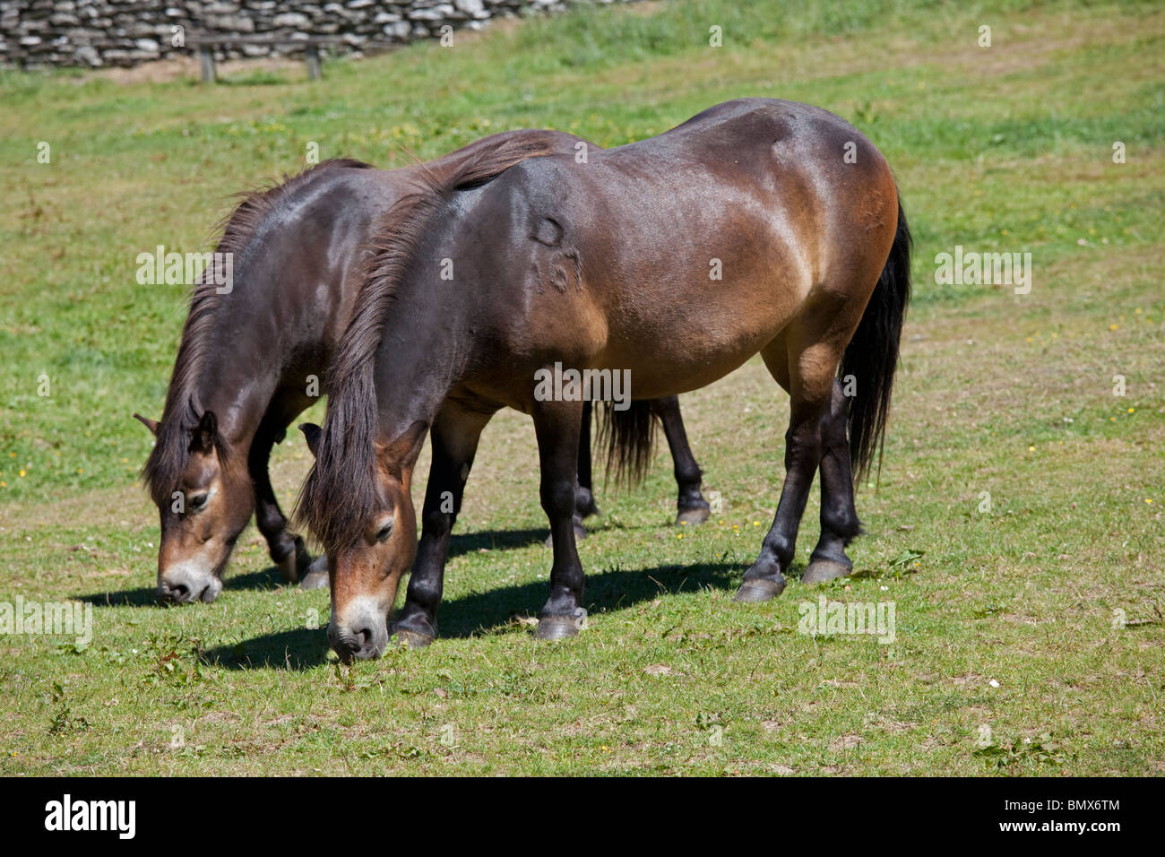 Two Exmoor ponies grazing Valley of the Rocks Exmoor North Devon UK Stock Photo
