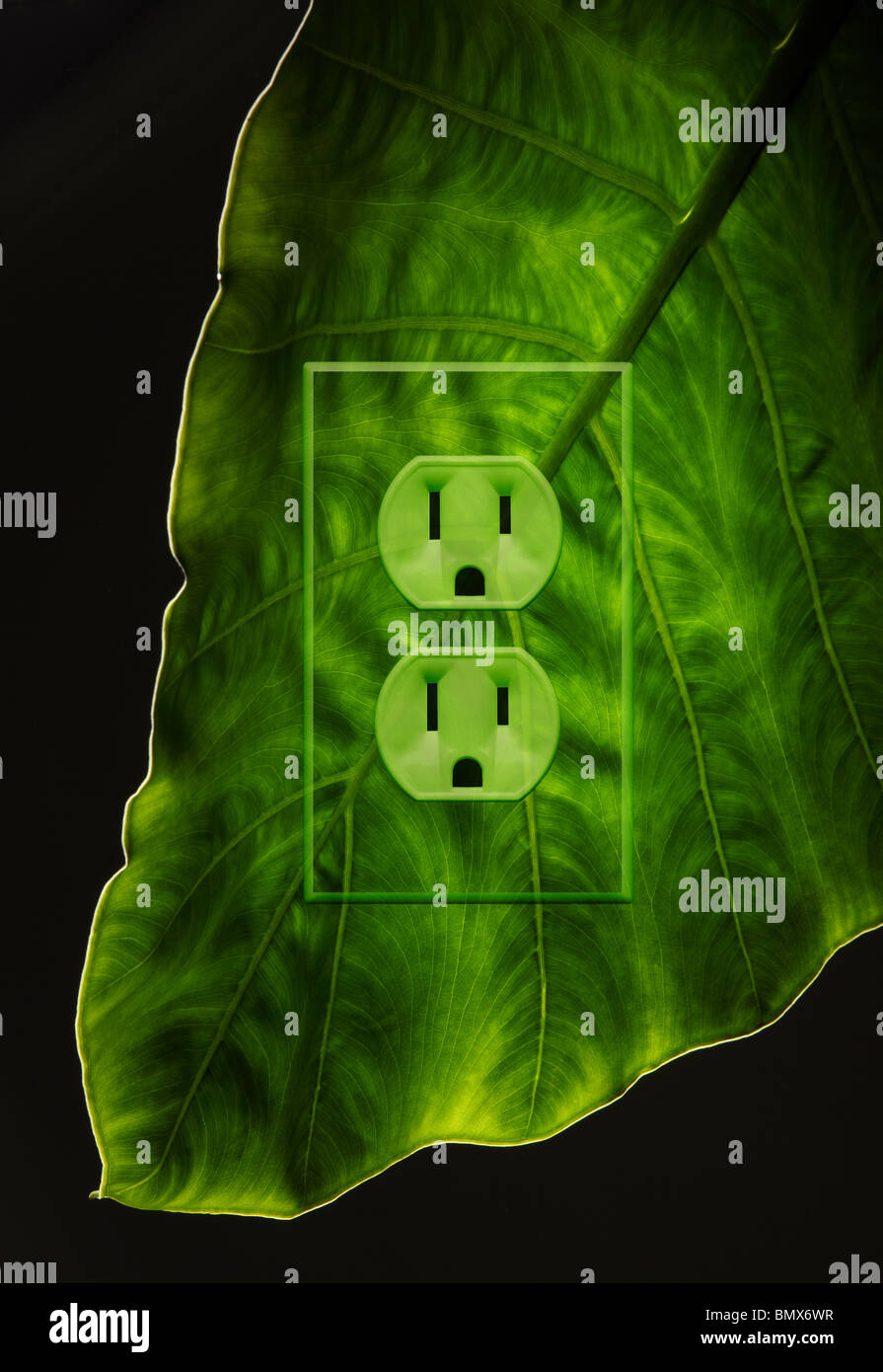 A green plant leaf with an electrical power outlet Stock Photo