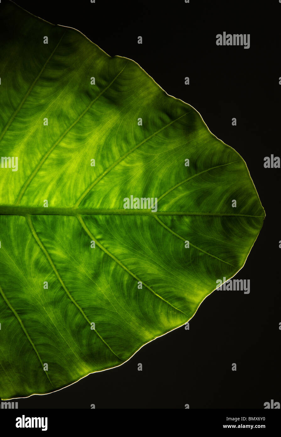 The end of a green plant leaf, black background Stock Photo
