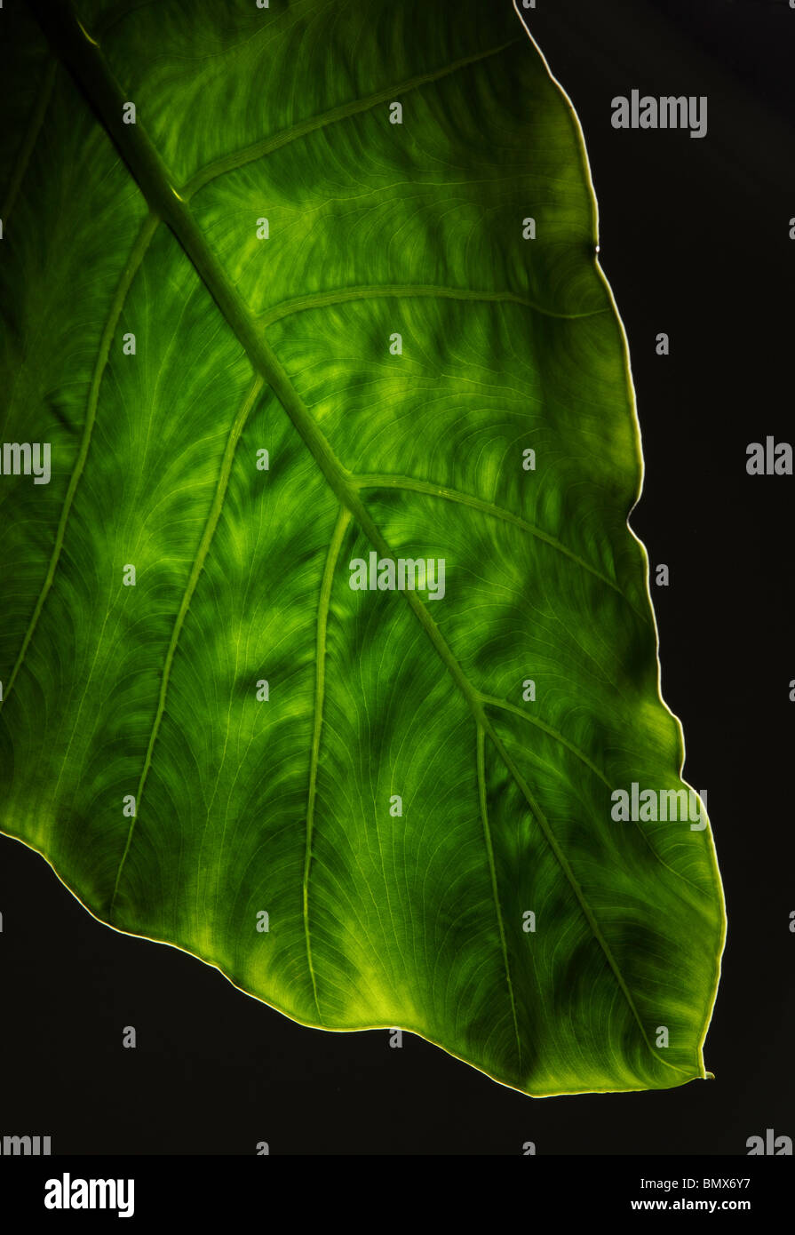 The end of a green plant leaf, black background Stock Photo