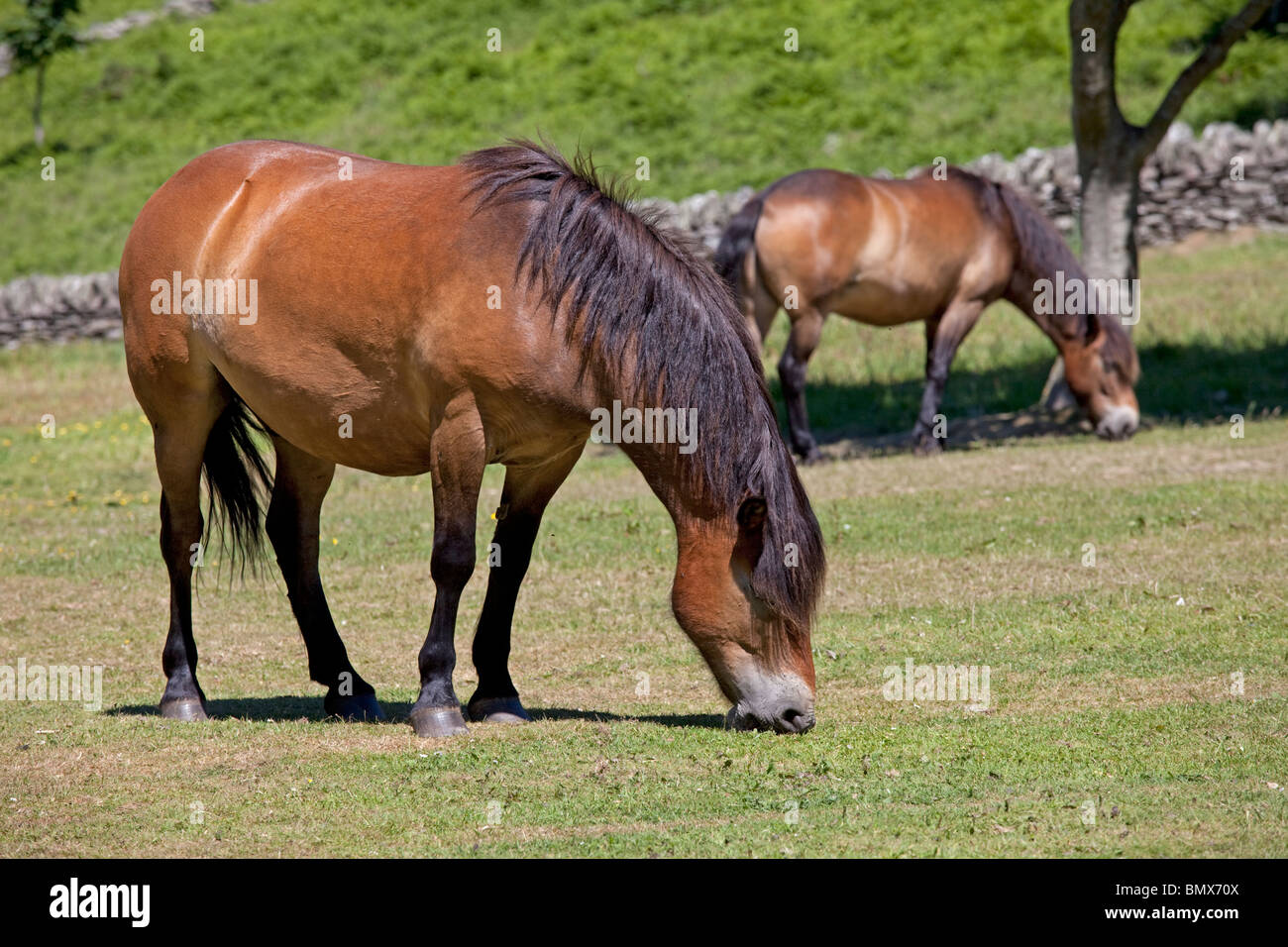 Exmoor ponies grazing Valley of the Rocks Exmoor North Devon UK Stock Photo