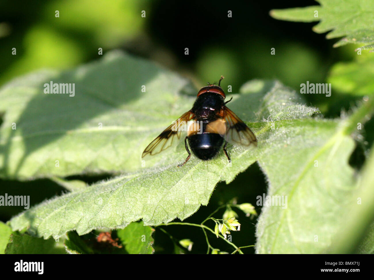 Pellucid Hoverfly, Volucella pellucens, Syrphidae, Diptera, Male, UK. Aka White Belted Plume Horn Hover-fly. Stock Photo