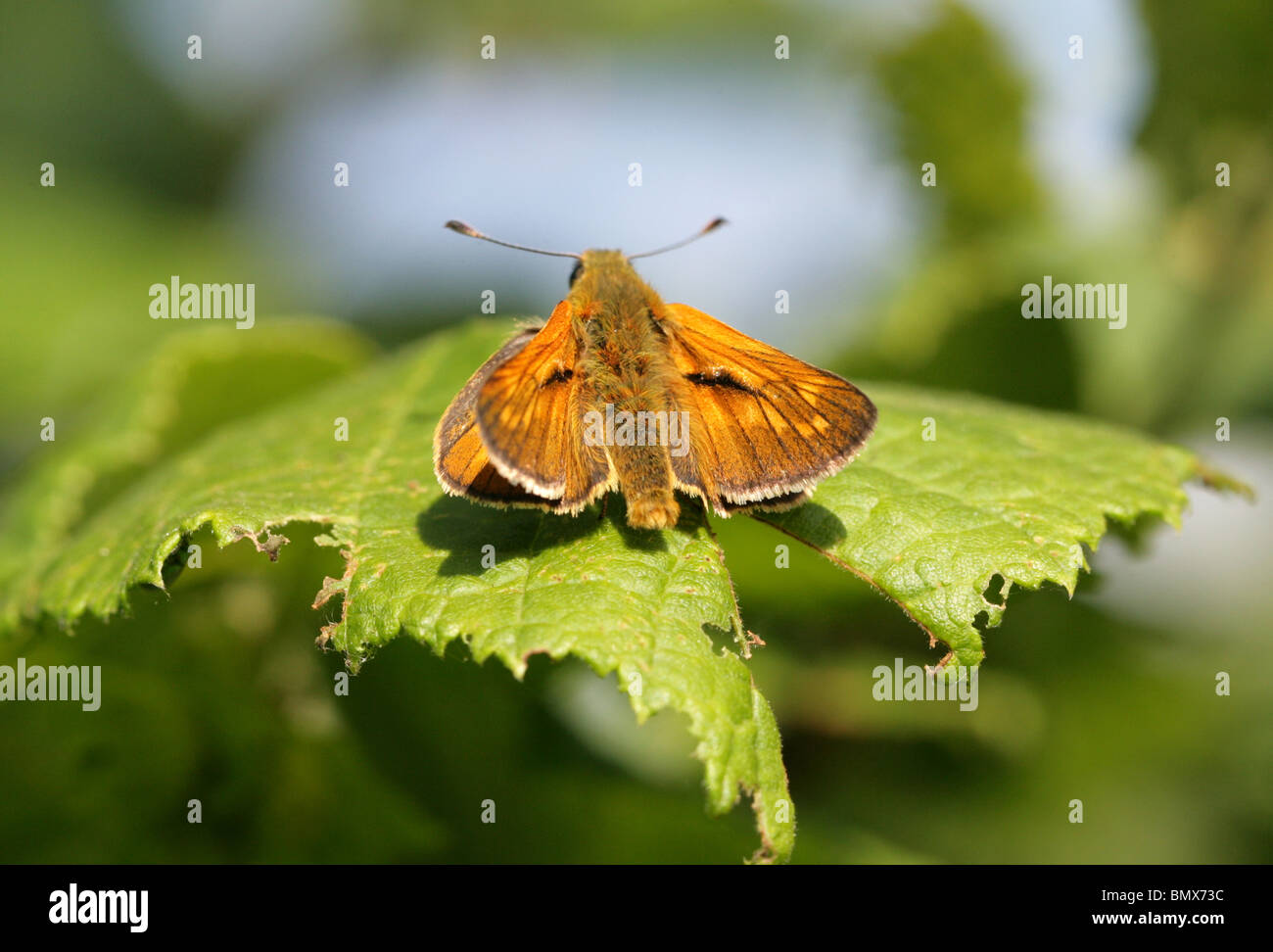 Large Skipper Butterfly, Ochlodes sylvanus (male), Hesperiidae, Lepidoptera Stock Photo