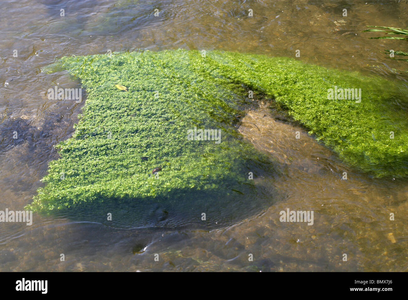 Waterweed, River Ver, Hertfordshire Stock Photo
