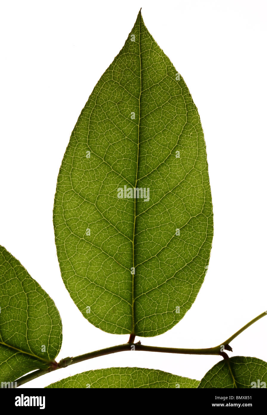 Green plant leaf on a branch, white background Stock Photo