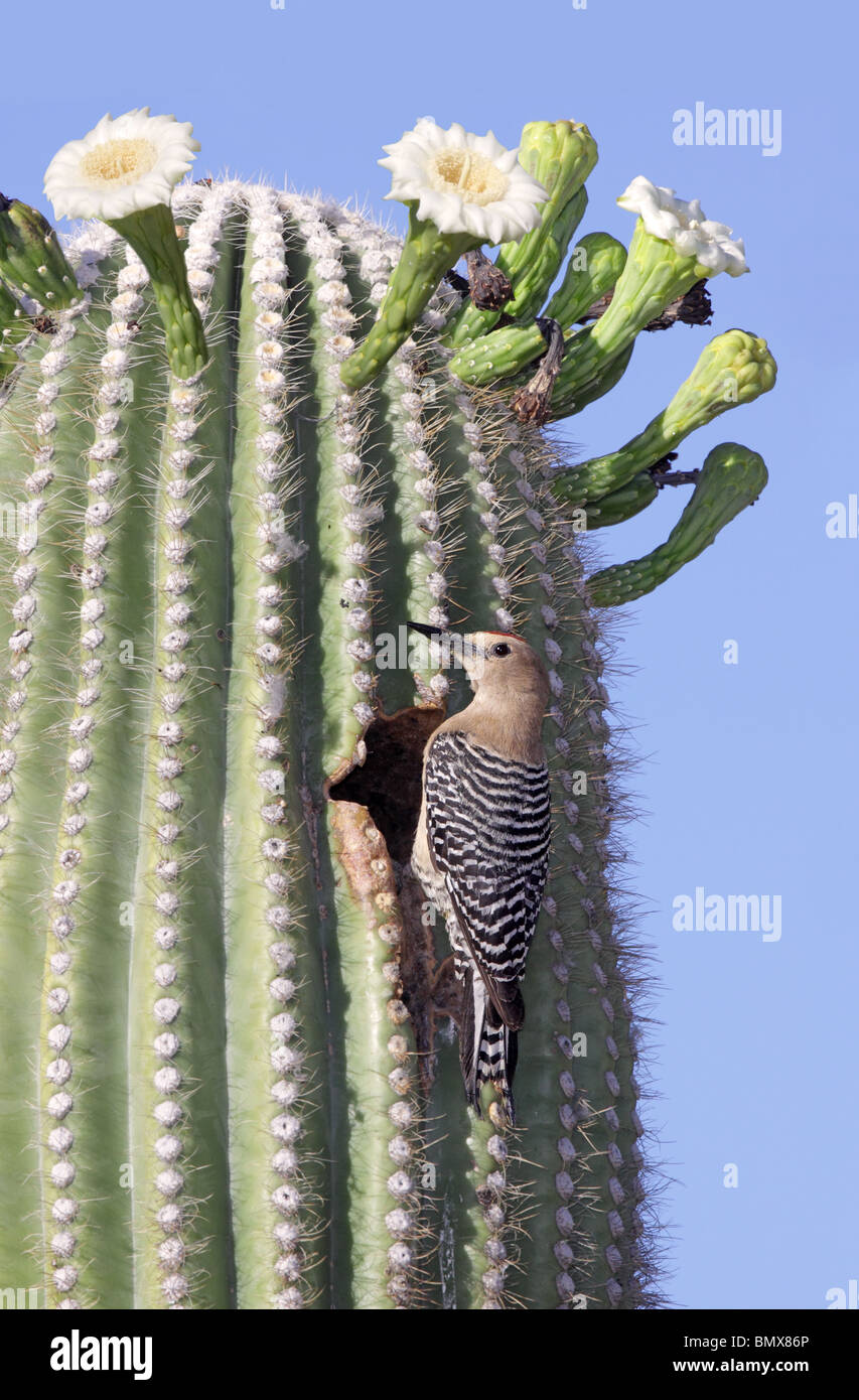 Gila Woodpecker Adult Male Stock Photo