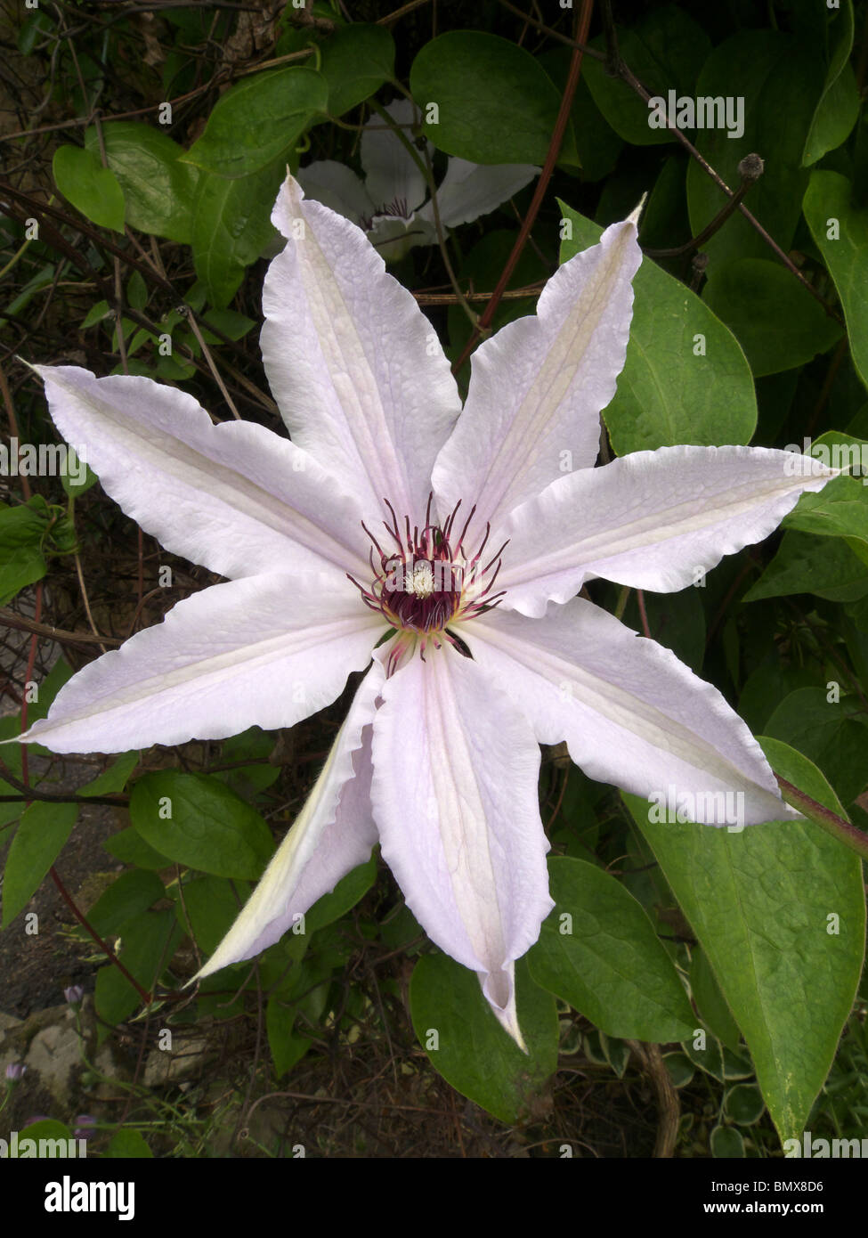 Large White Flowering Clematis florida, cultivar 'Henryi' Stock Photo