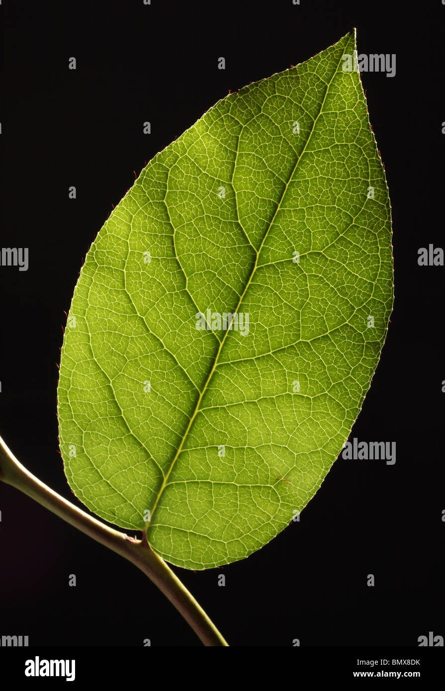 Green plant leaf on a branch, black background Stock Photo