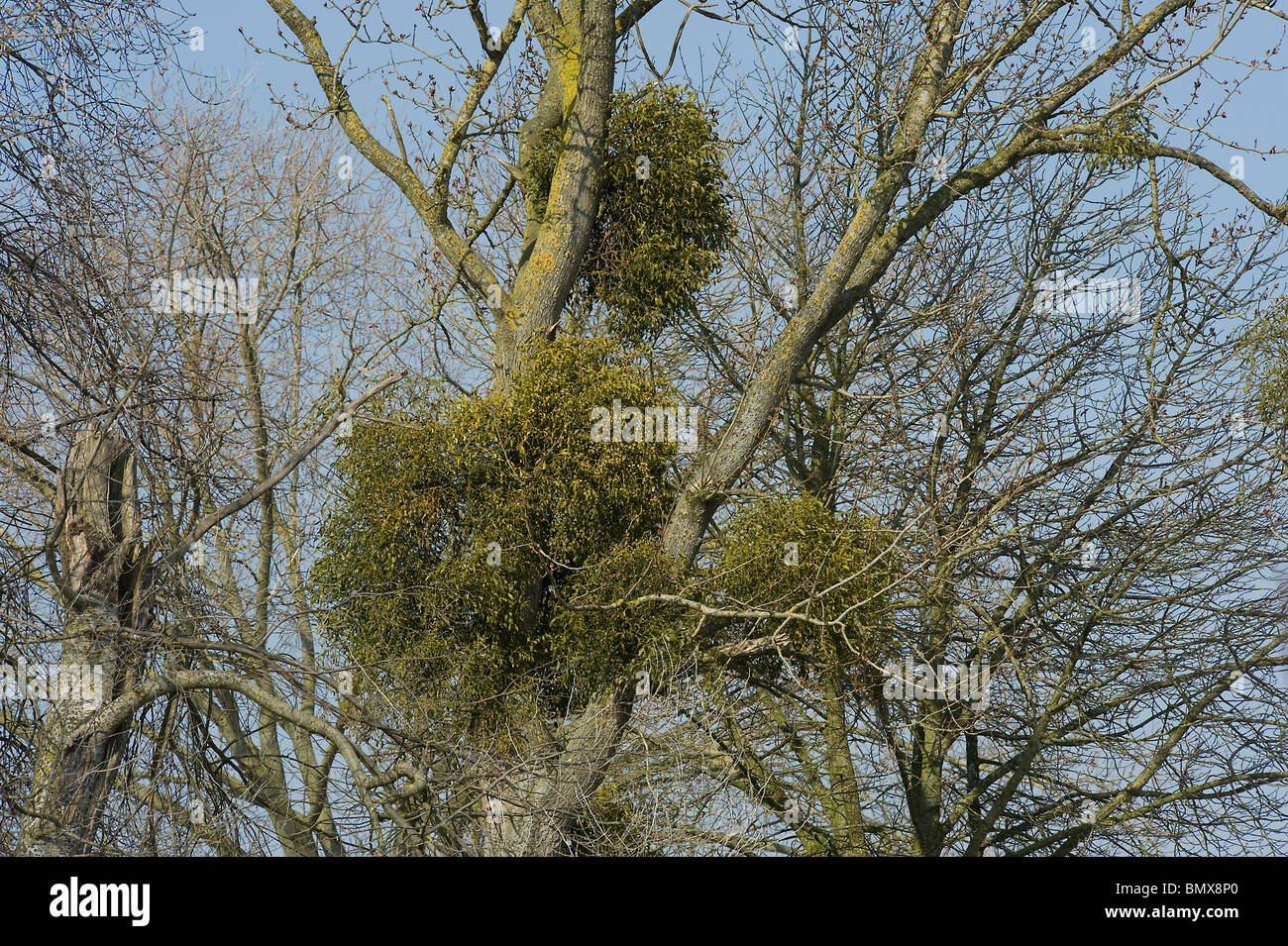 Clumps of mistletoe, Viscum album, growing as parasite on poplar tree Stock Photo
