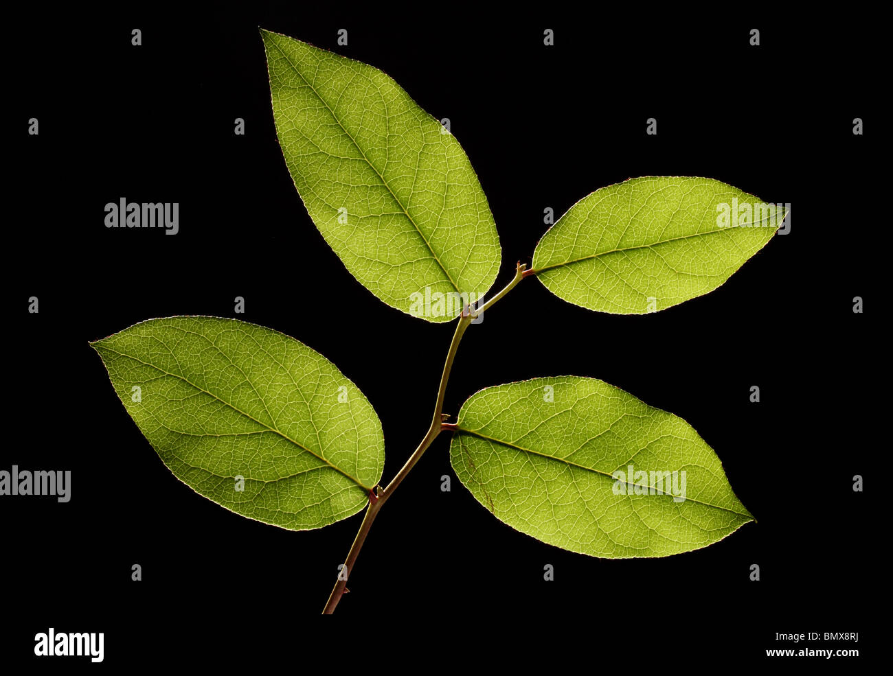 Four green plant leaves on a branch, black background Stock Photo