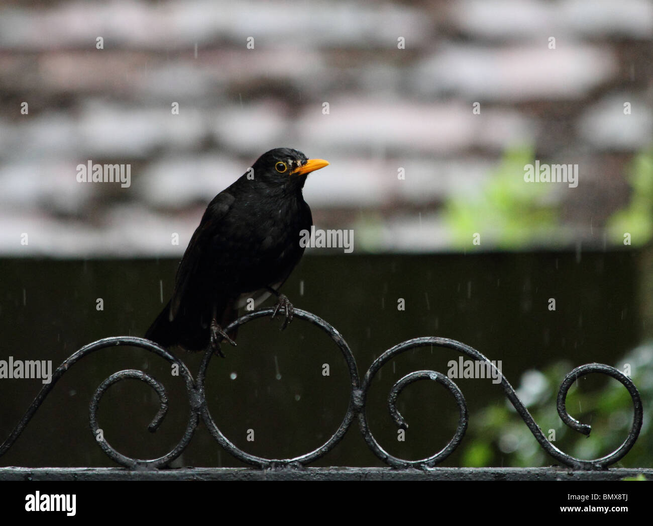 Young Blackbird perching on a wrought iron scrolled gate Stock Photo