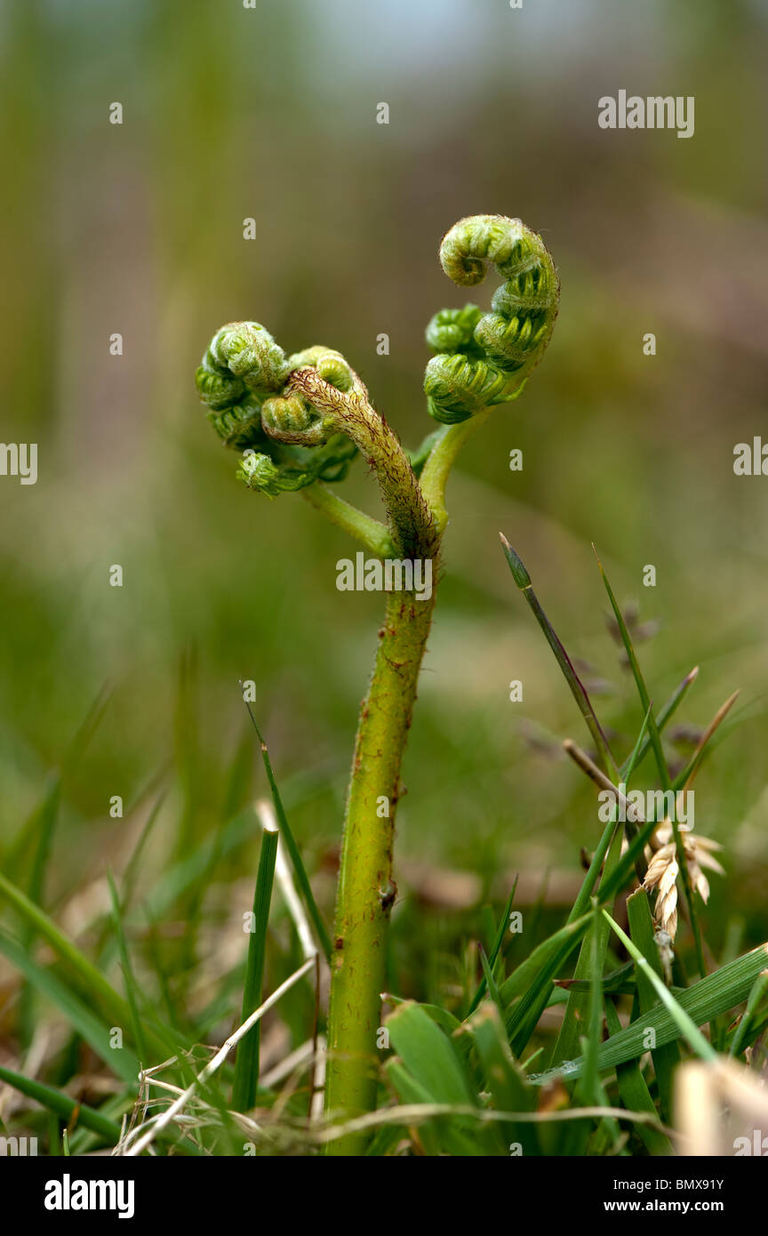Fronds of new growth Bracken late spring / Early summer. Pteridium
