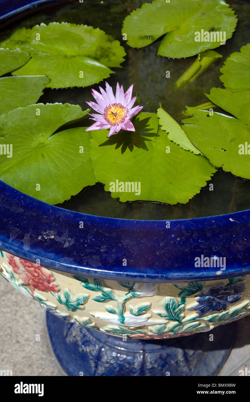 Pink floating Lotus plant with big green leafs inside a big blue pot
