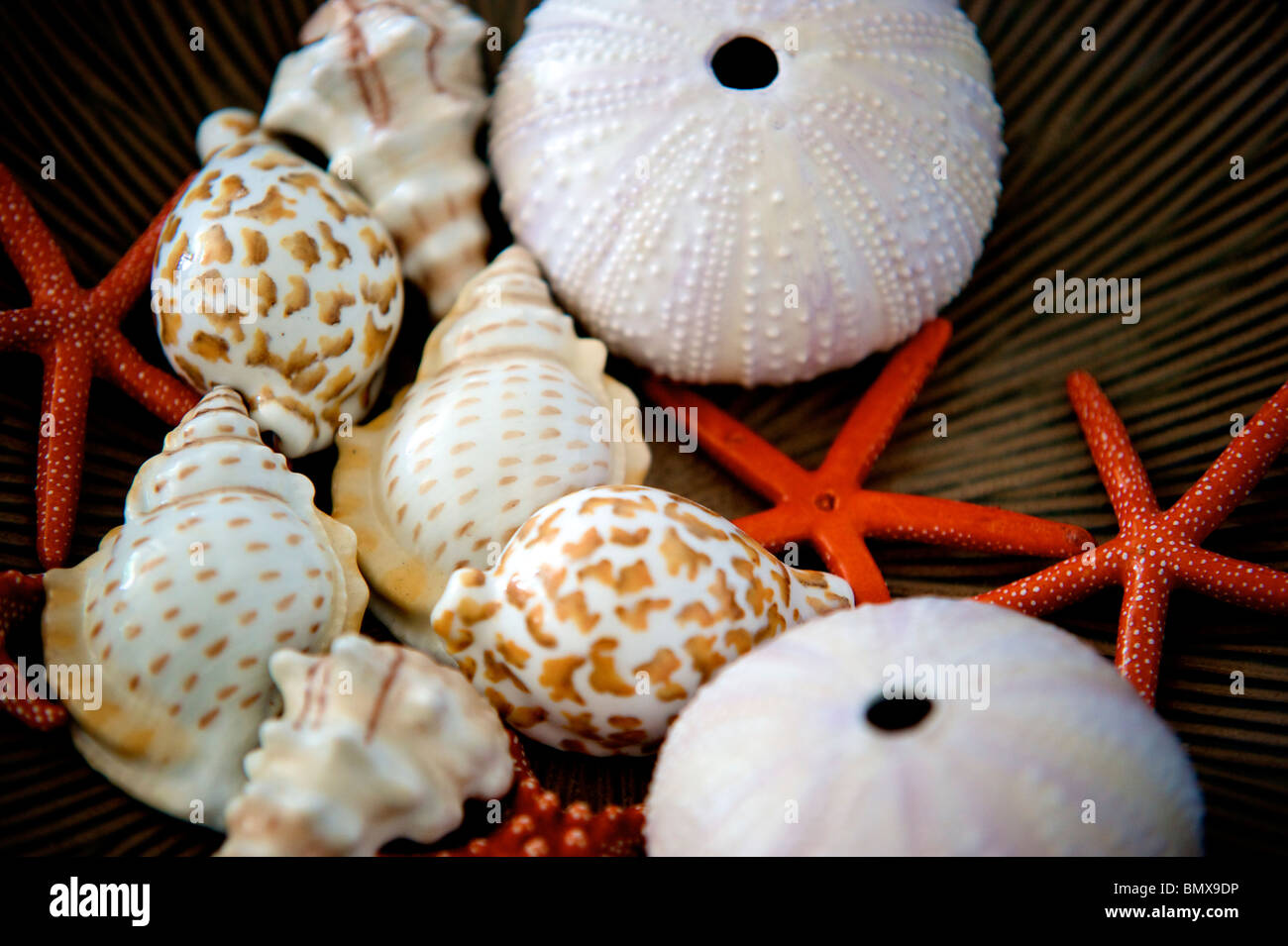 Shells and starfish in a decorative bowl Stock Photo