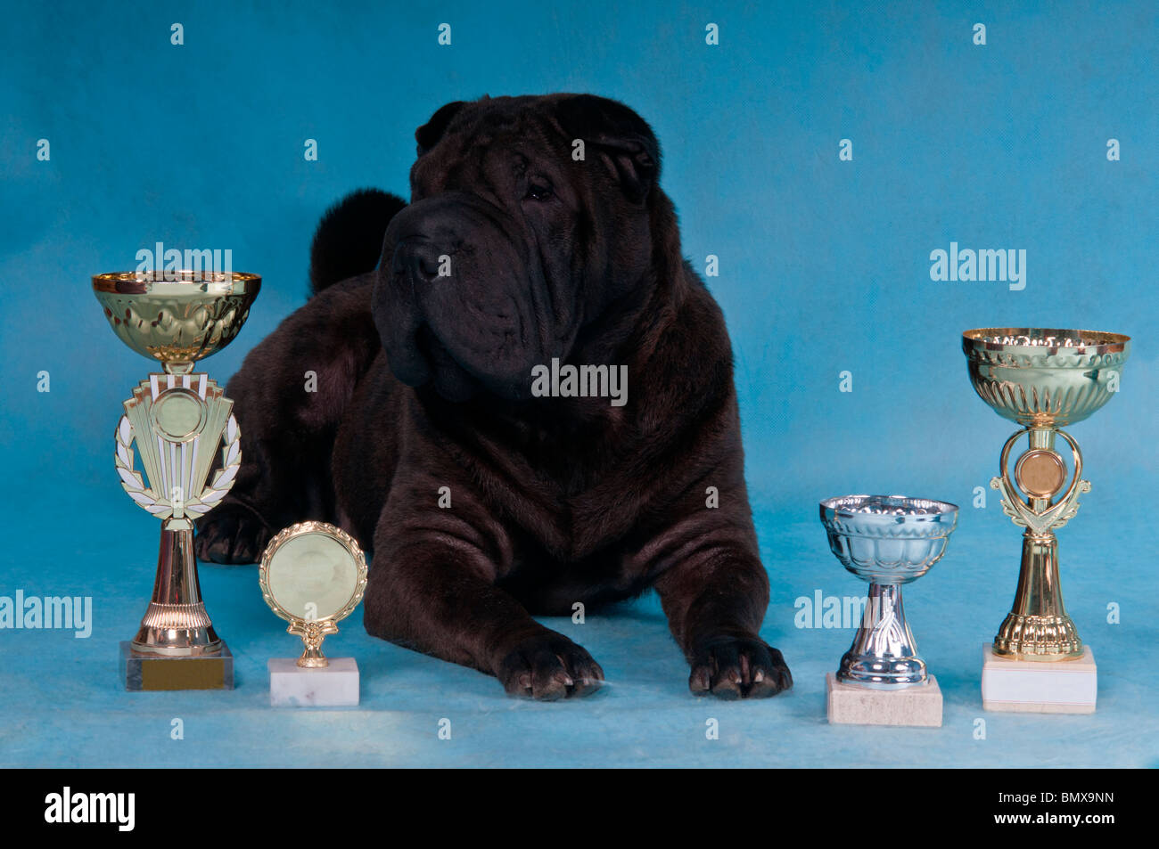 Black sharpei hi-res photography and - Alamy