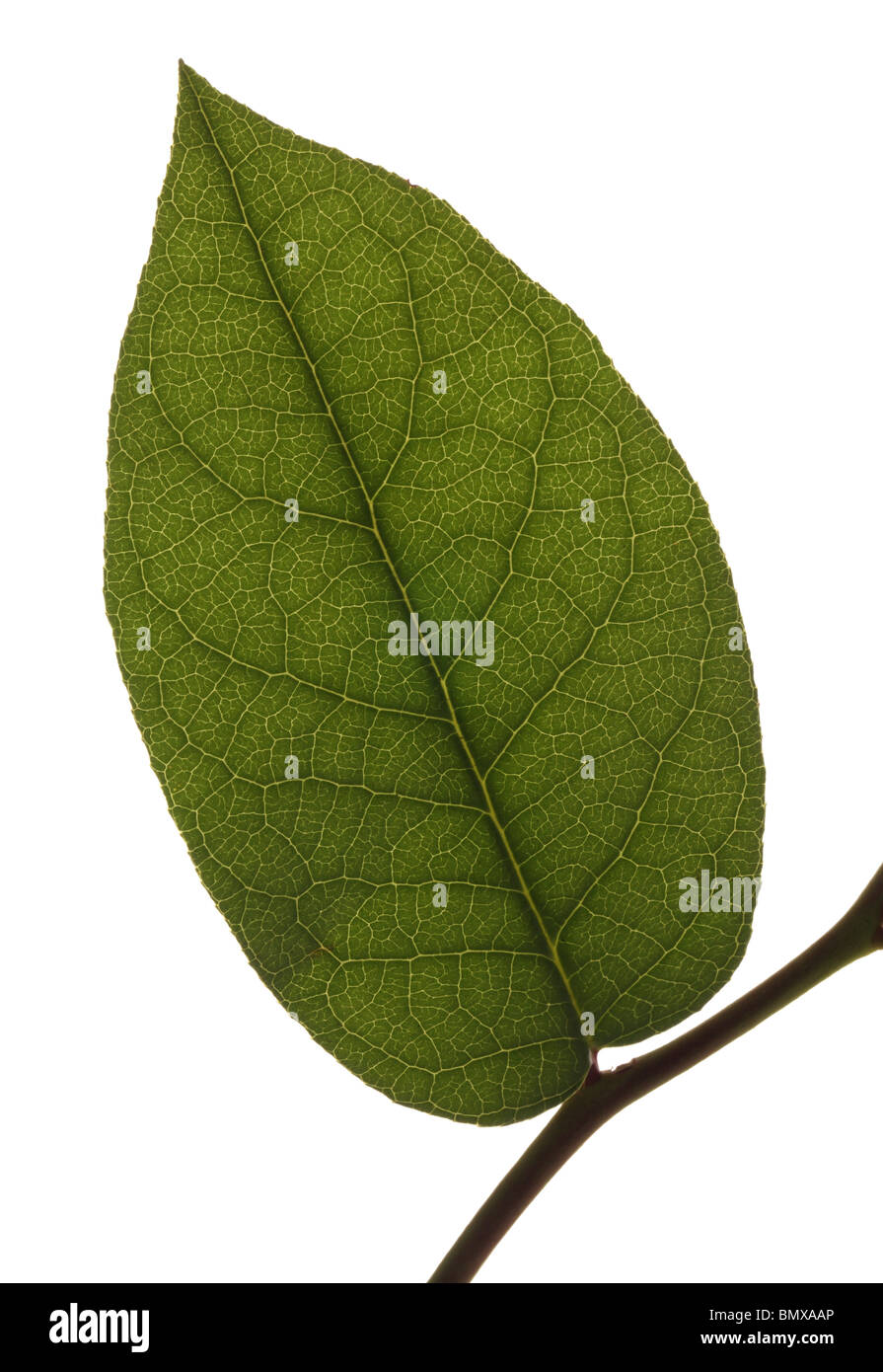 A single green plant leaf on a branch, white background Stock Photo