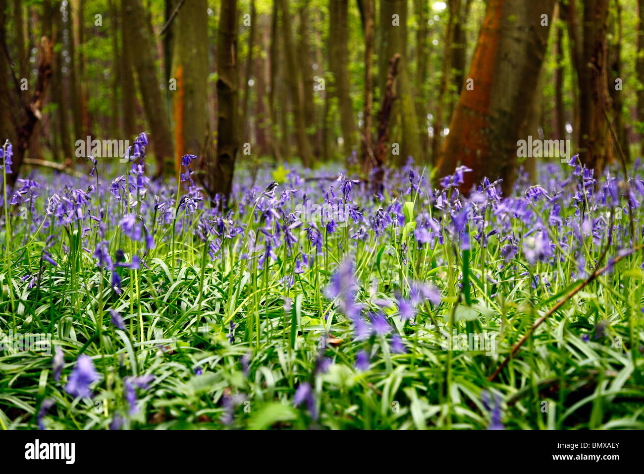 Bluebell woods,Felly mill,Nottinghamshire,England,UK. Stock Photo