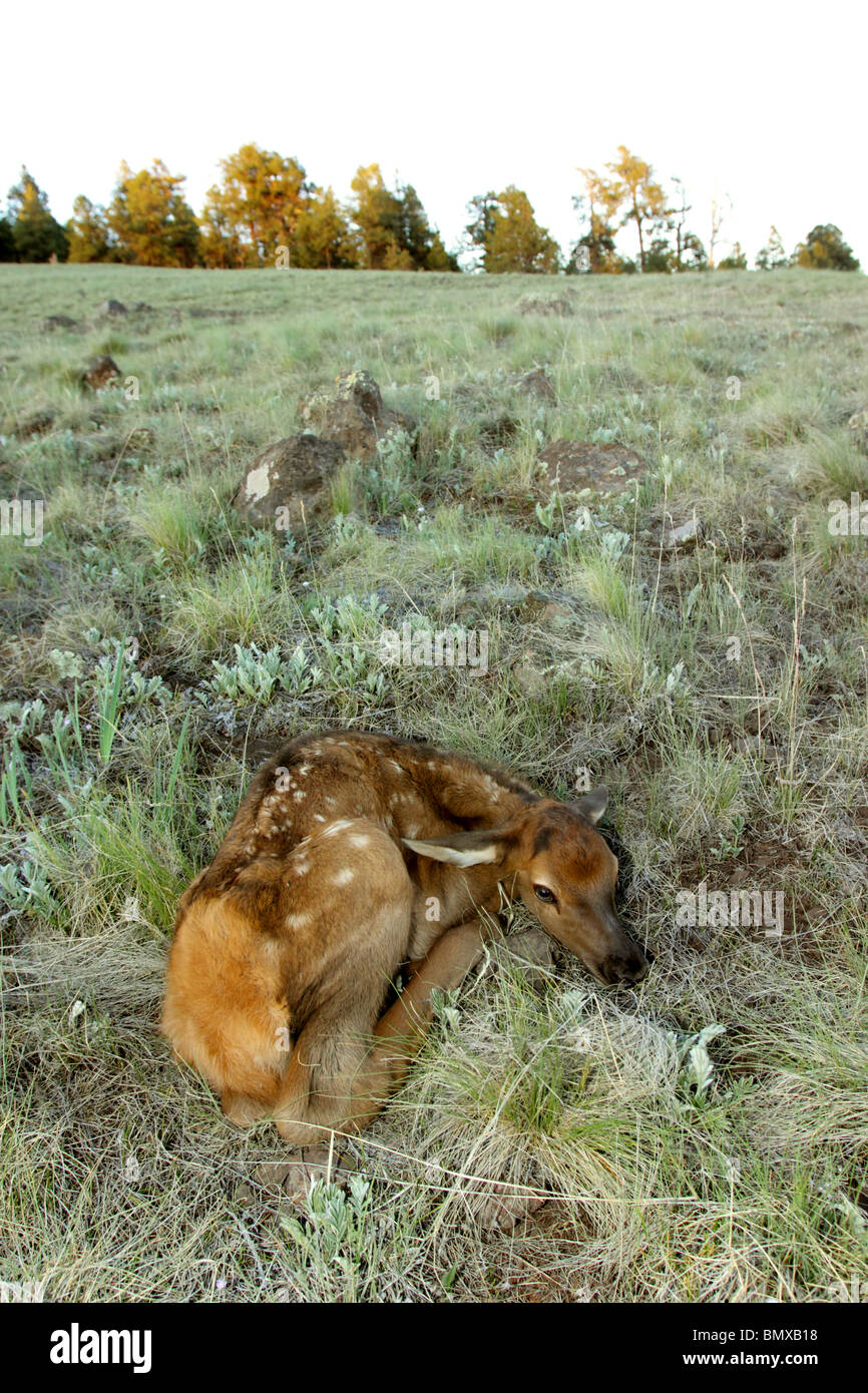 Just born Elk calf. Stock Photo