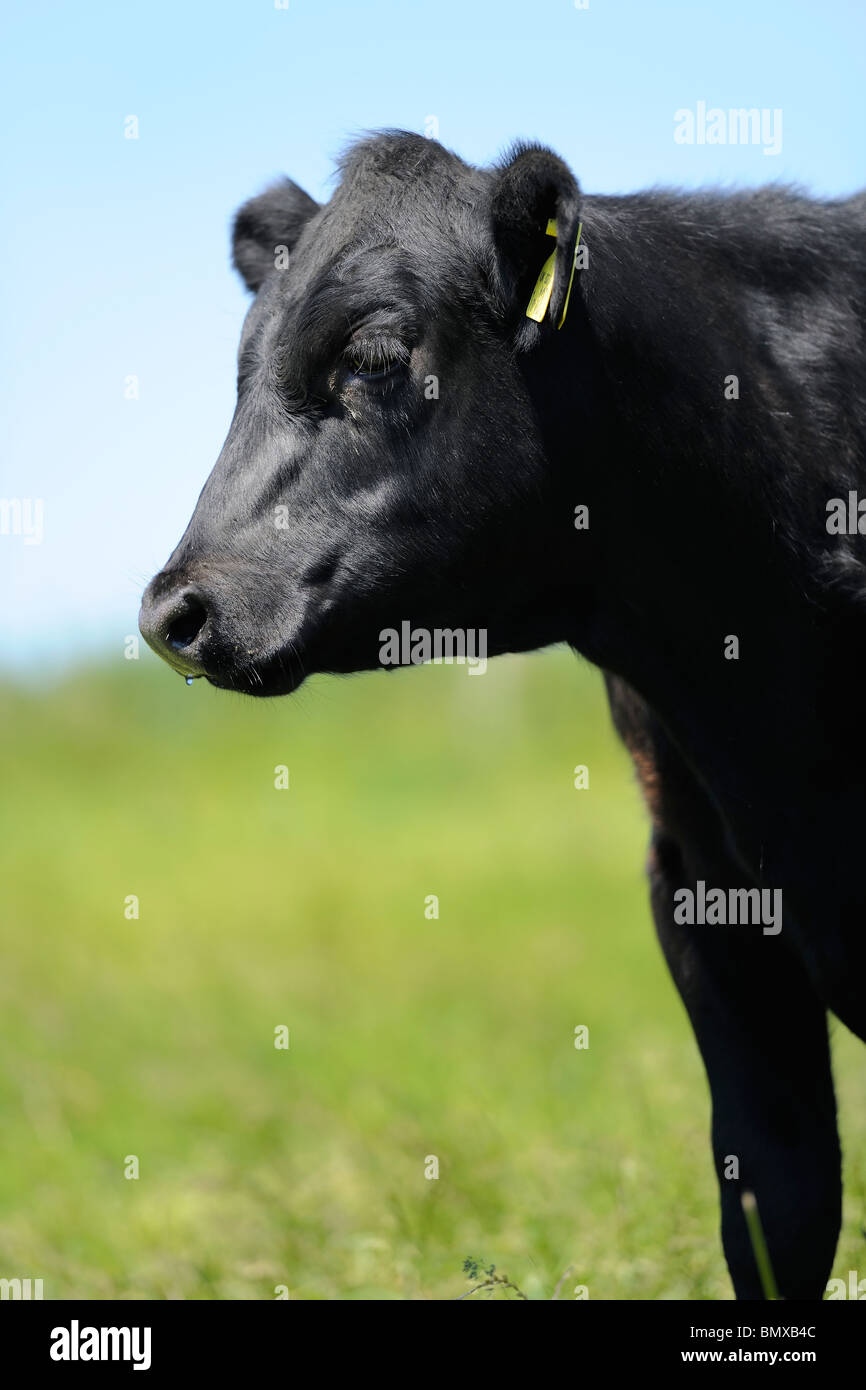 Head and shoulders profile of a black cow Stock Photo