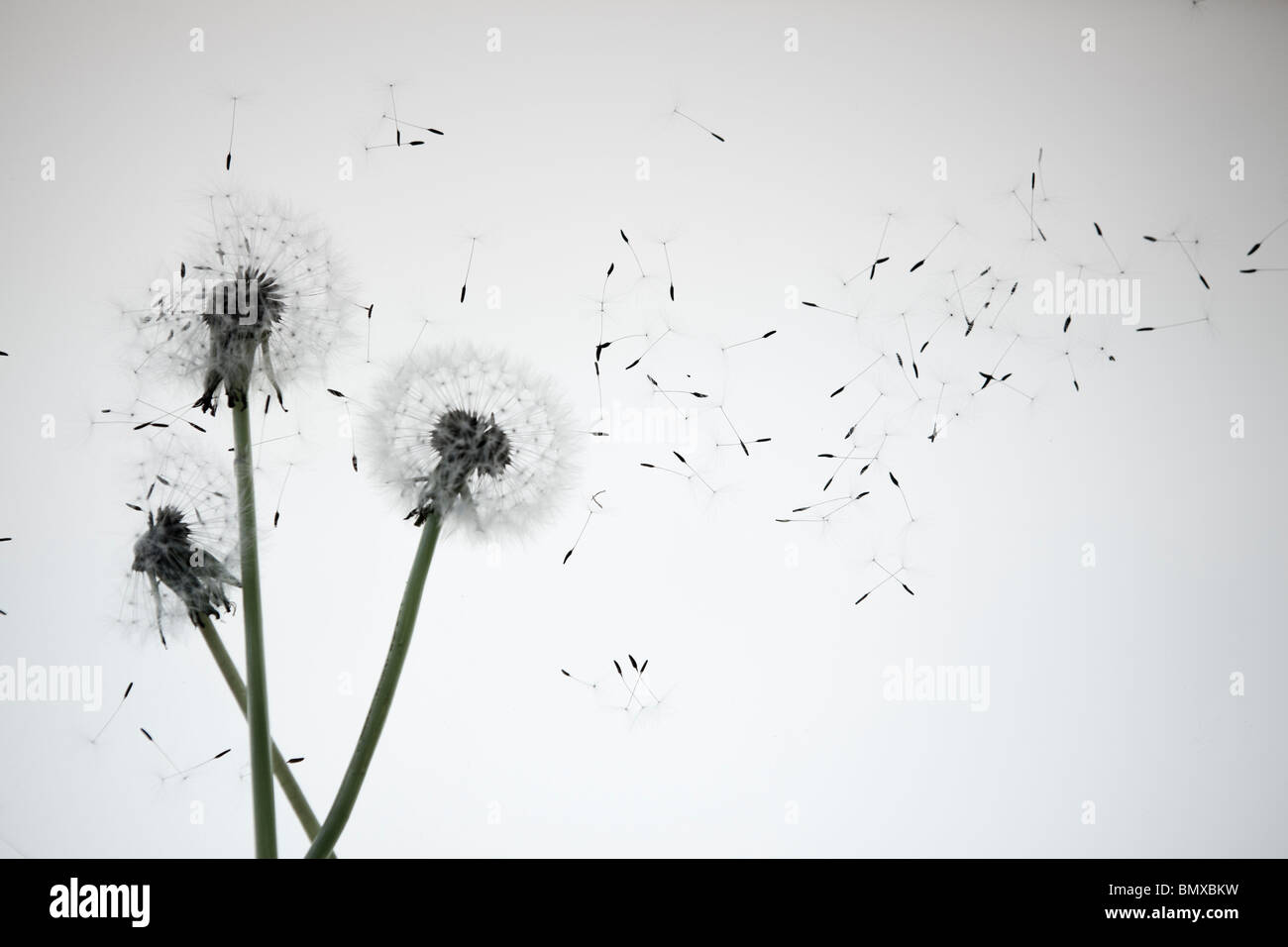 Taraxacum officinale-Dandelions Stock Photo