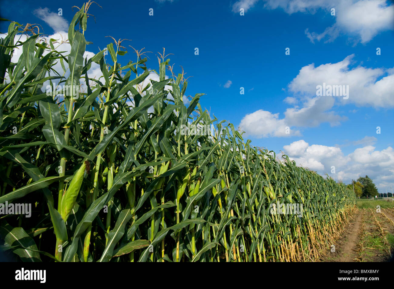 Field of corn in southeastern Indiana Stock Photo Alamy