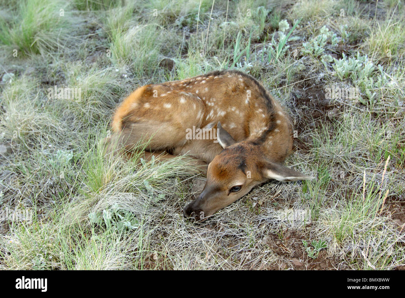 Just born Elk calf. Stock Photo