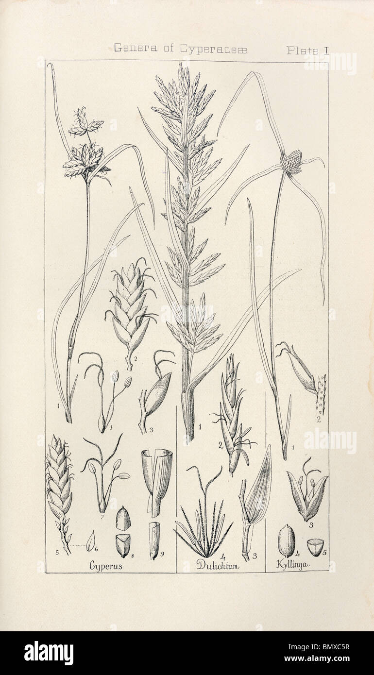 Botanical print from Manual of Botany of the Northern United States, Asa Gray, 1889. Plate I, Genera of Cyperacea Stock Photo