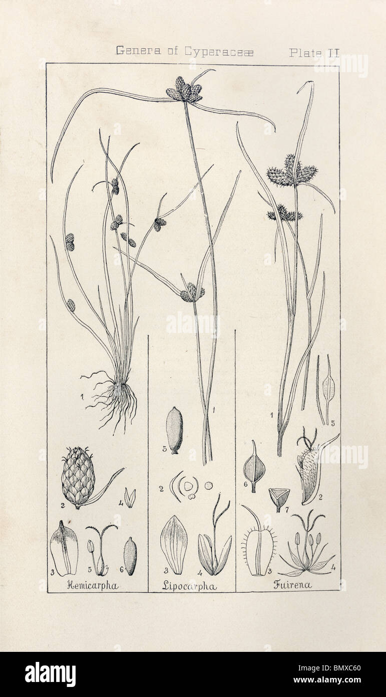 Botanical print from Manual of Botany of the Northern United States, Asa Gray, 1889. Plate II, Genera of Cyperacea Stock Photo