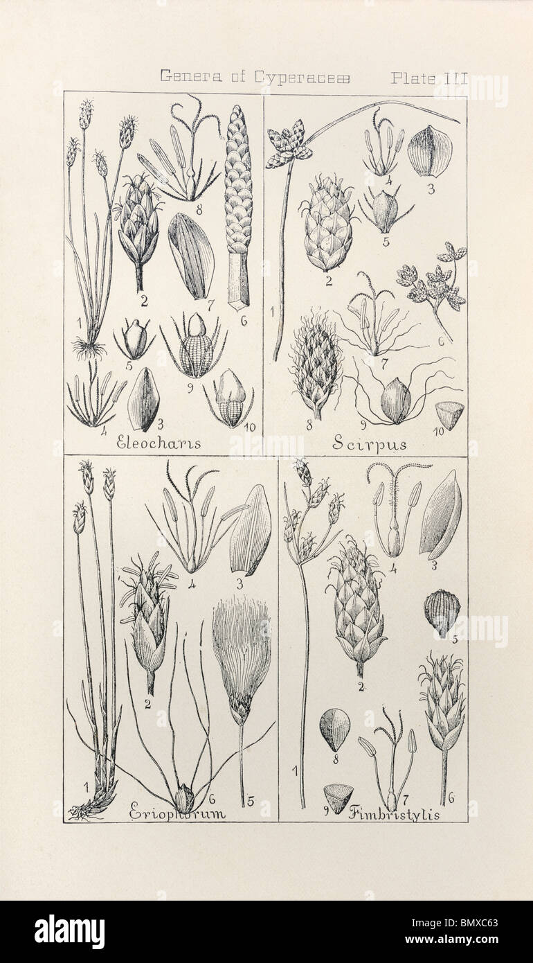 Botanical print from Manual of Botany of the Northern United States, Asa Gray, 1889. Plate III, Genera of Cyperaceae. Stock Photo