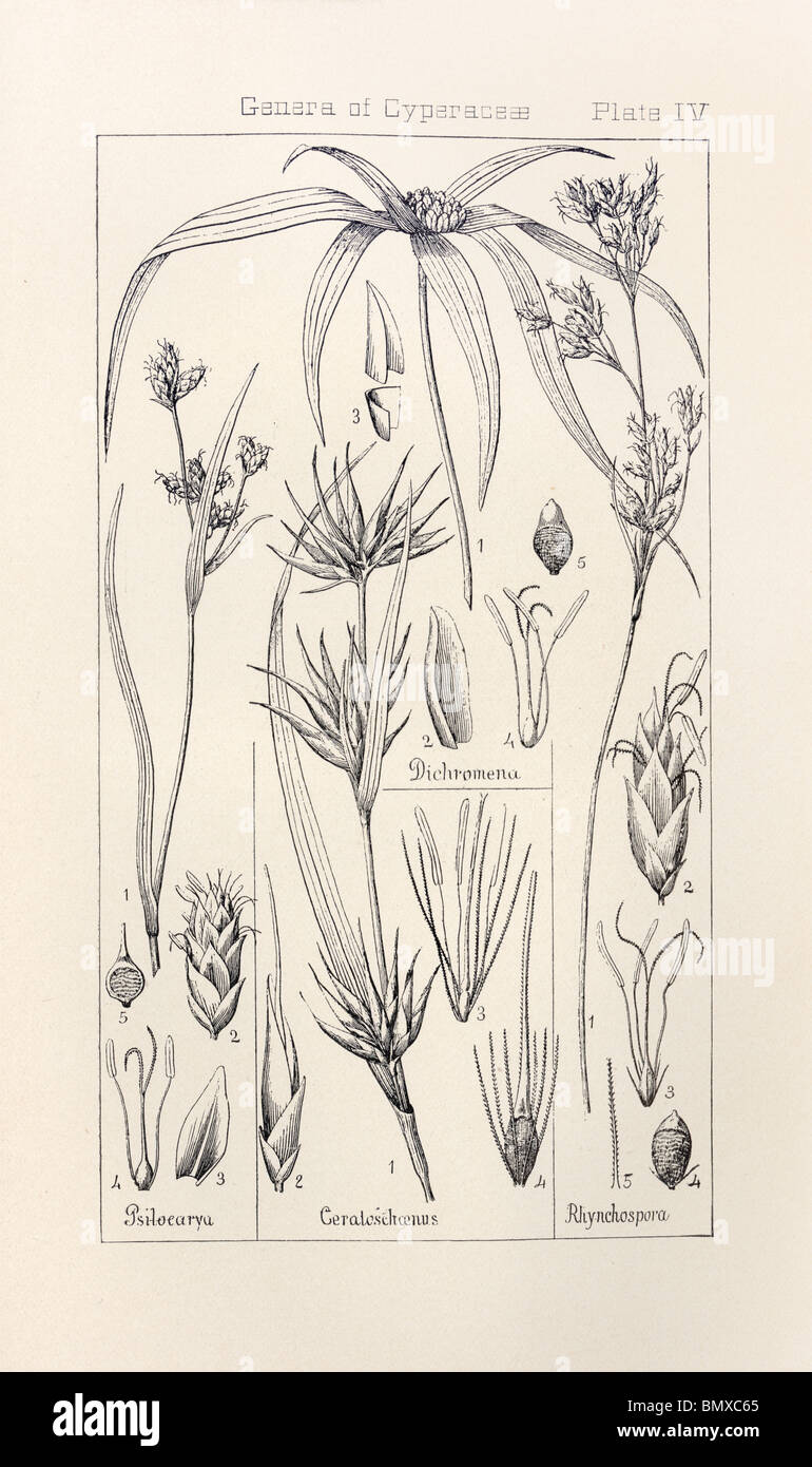 Botanical print from Manual of Botany of the Northern United States, Asa Gray, 1889. Plate IV, Genera of Cyperaceae. Stock Photo