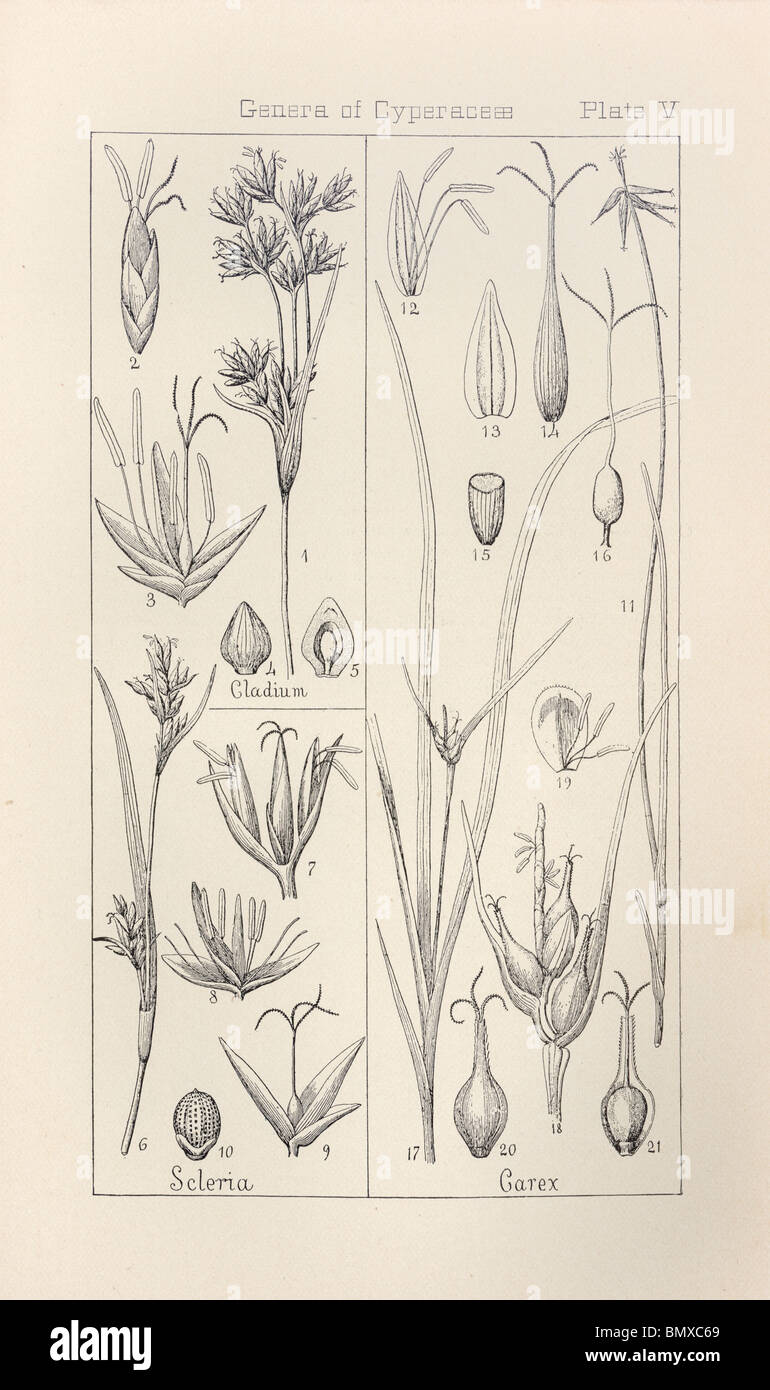 Botanical print from Manual of Botany of the Northern United States, Asa Gray, 1889. Plate V, Genera of Cyperaceae. Stock Photo