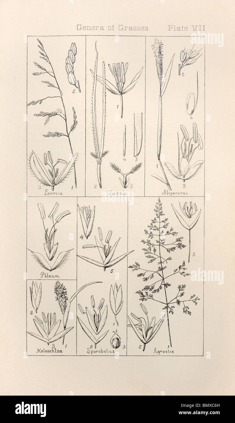 Botanical print from Manual of Botany of the Northern United States, Asa Gray, 1889. Plate VII, Genera of Grasses. Stock Photo