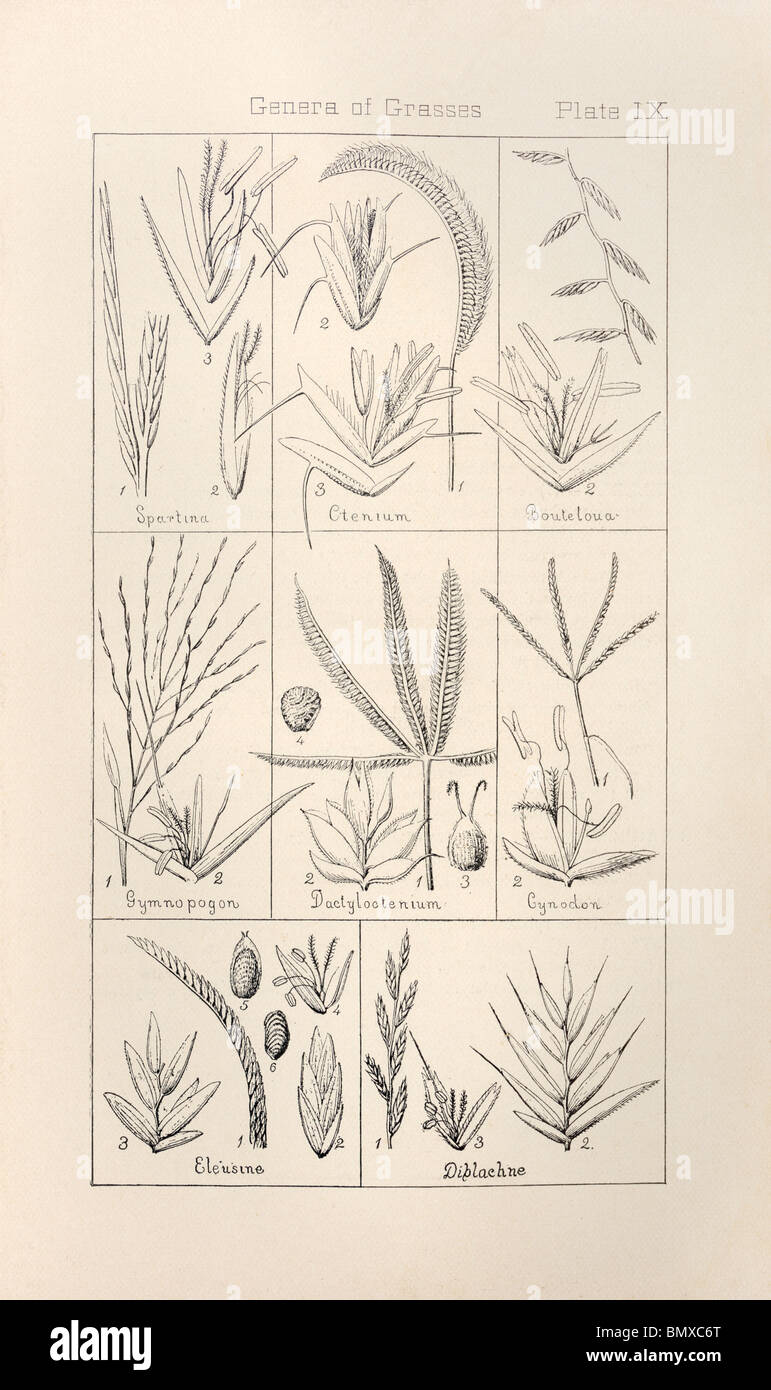 Botanical print from Manual of Botany of the Northern United States, Asa Gray, 1889. Plate IX, Genera of Grasses. Stock Photo