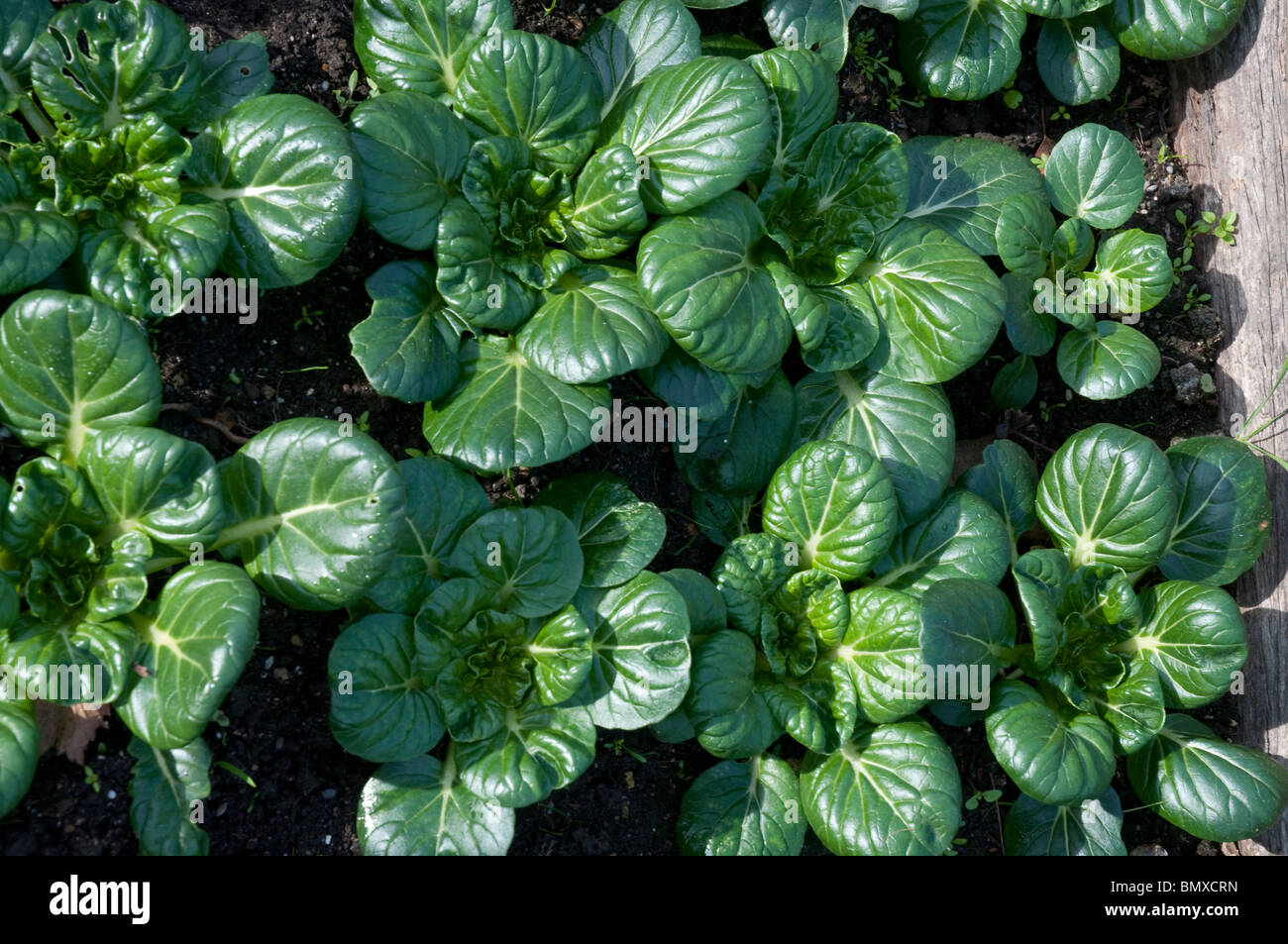 Tatsoi Asian greens also called spinach mustard, spoon mustard or rosette bok choy scientific name: brassica rapa rosularis Stock Photo