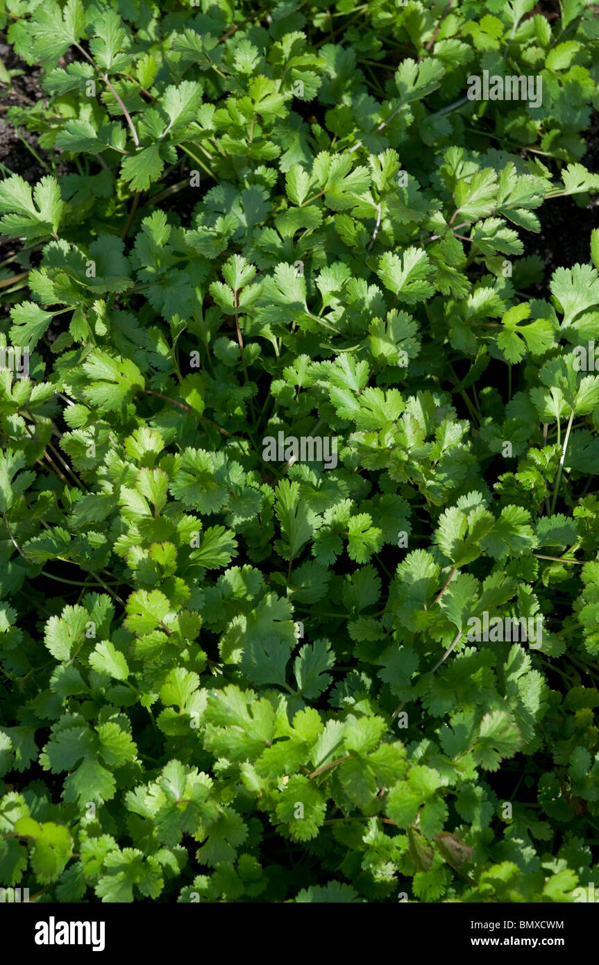 Young coriander plants Stock Photo