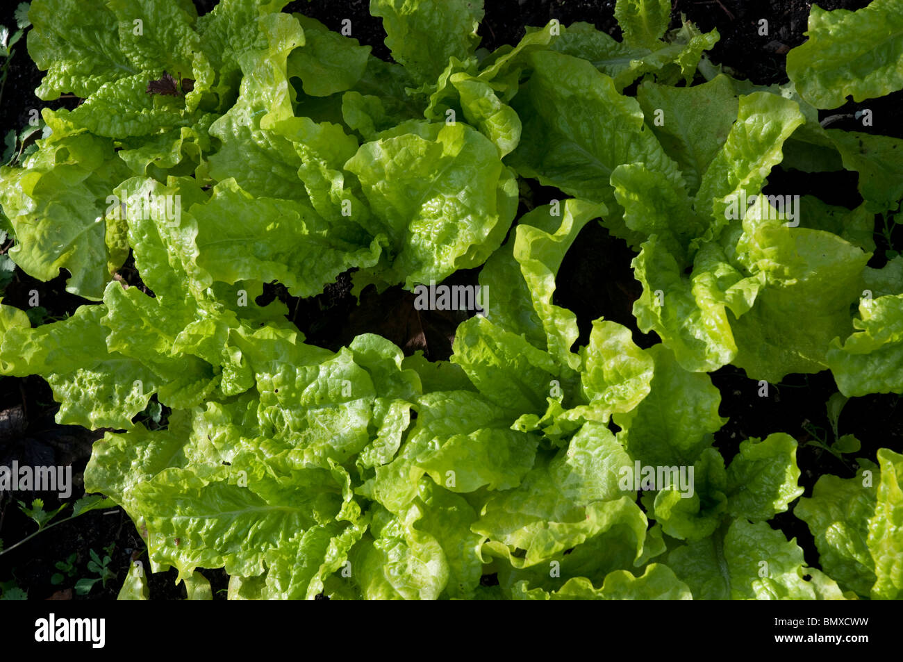 Black seeded Simpson Lettuce Stock Photo