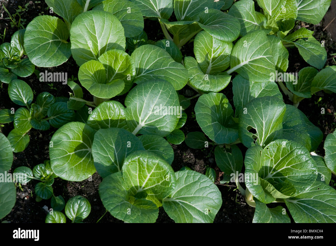 White stem Bok choy scientific name Brassica rapa Chinensis Stock Photo