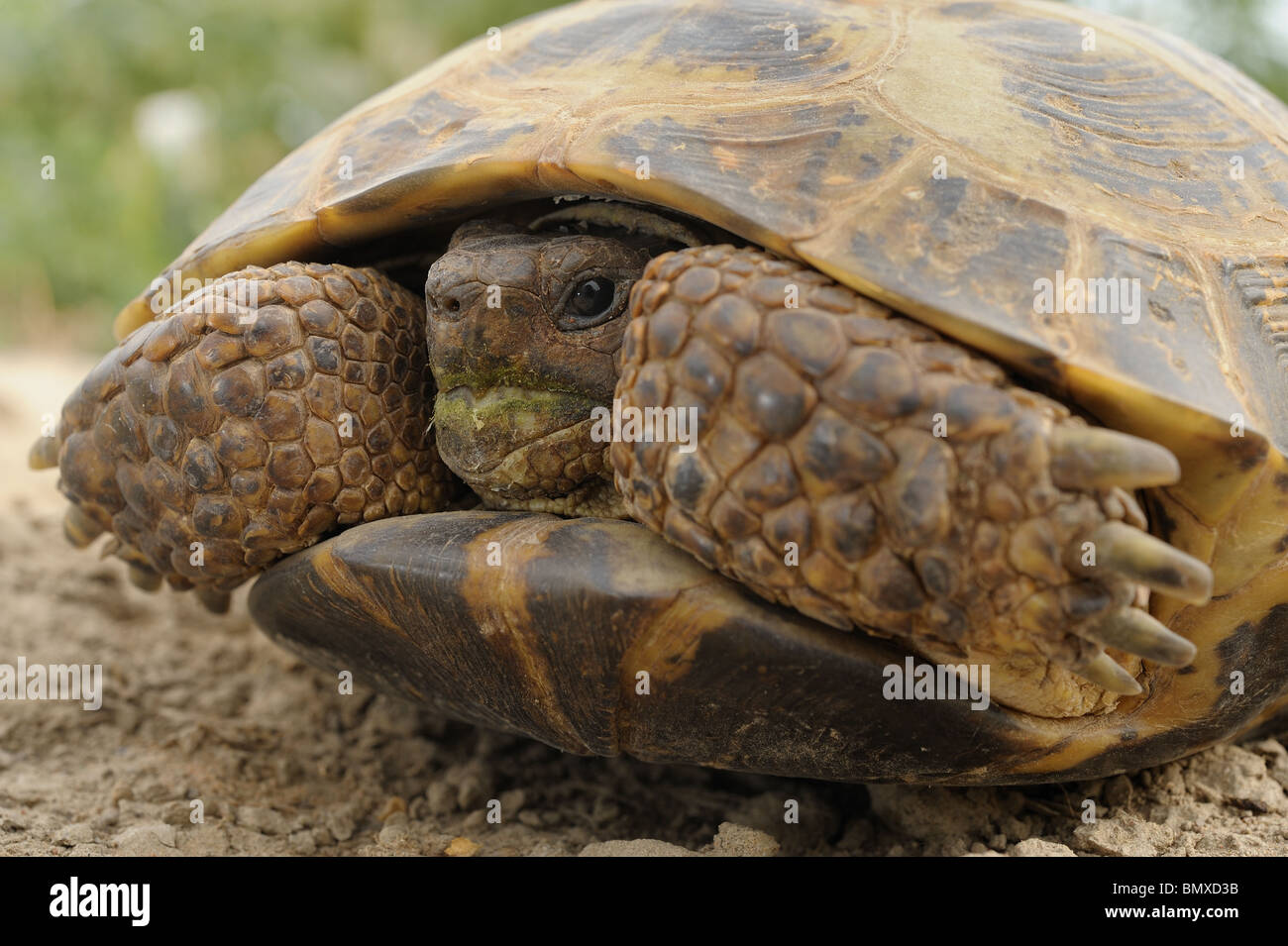 Russian Tortoise Stock Photo