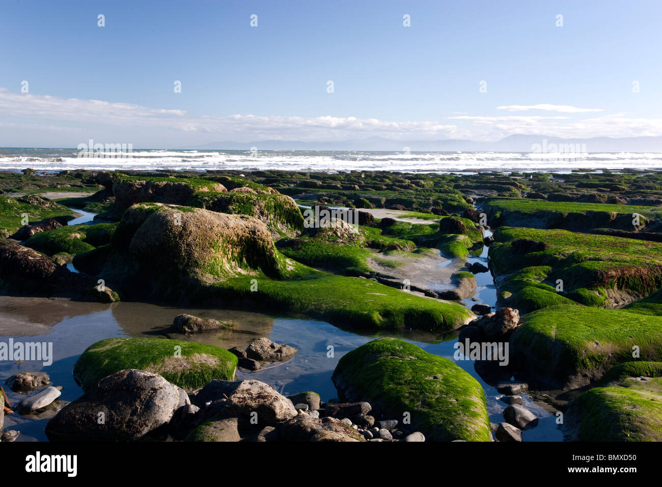 Minus tide, Pacific North Coast, exposing stone structures & marine flora. Stock Photo
