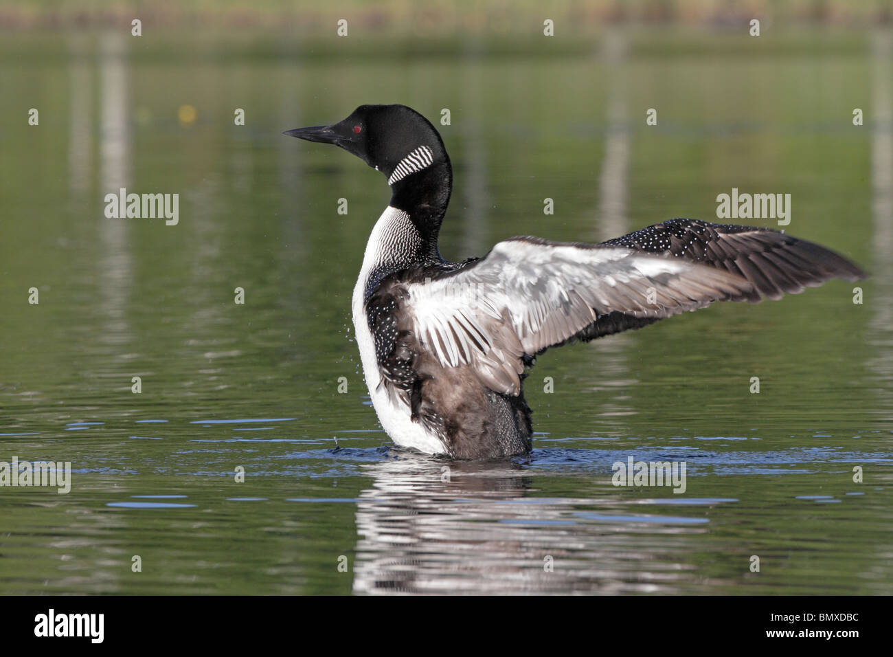 Common Loon flapping its wings Stock Photo Alamy