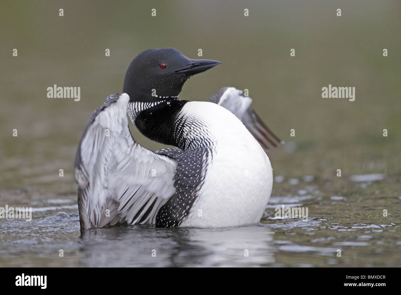 Common Loon flapping its wings Stock Photo Alamy