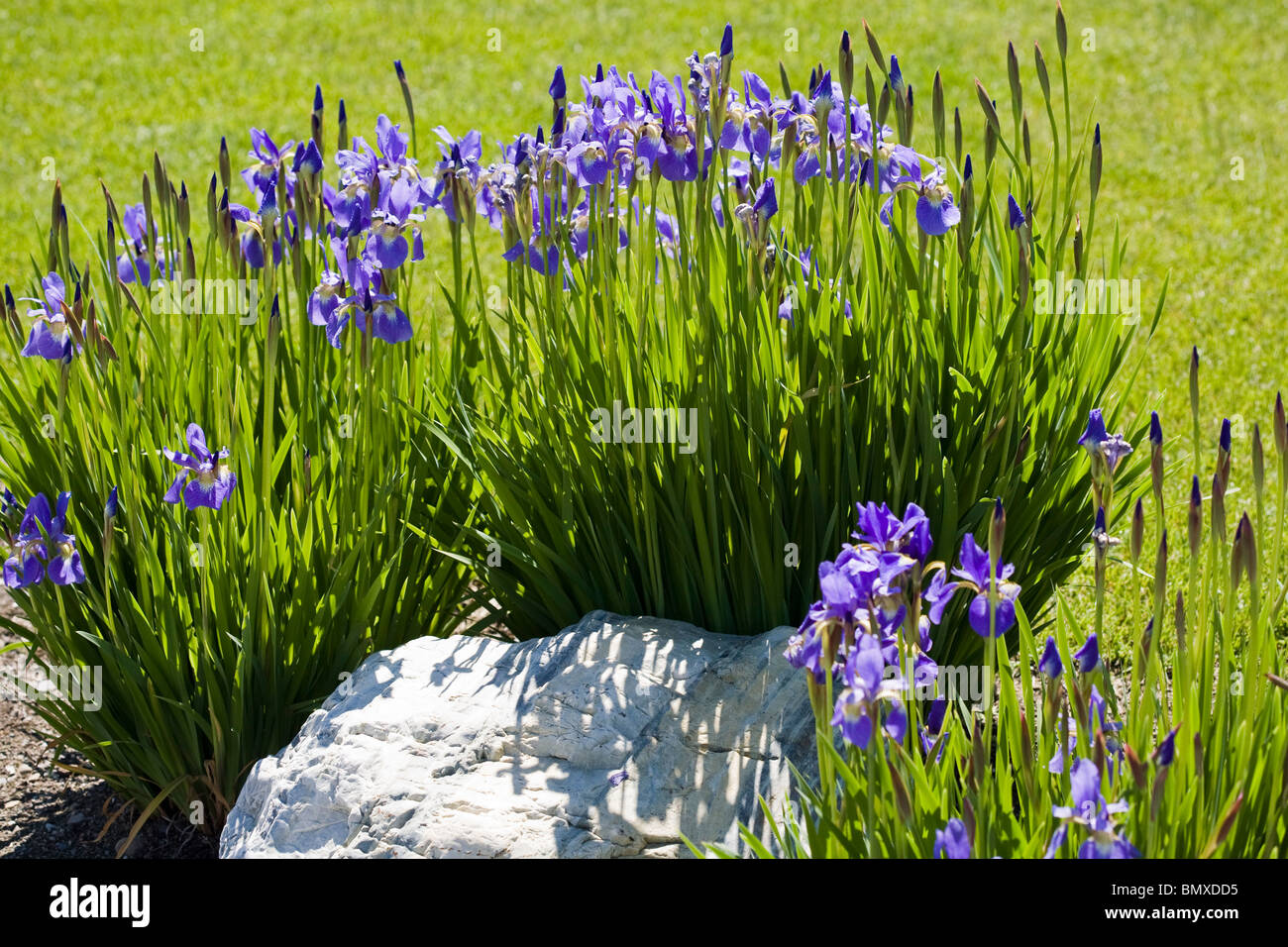 Iris sanguinea flowers. Stock Photo