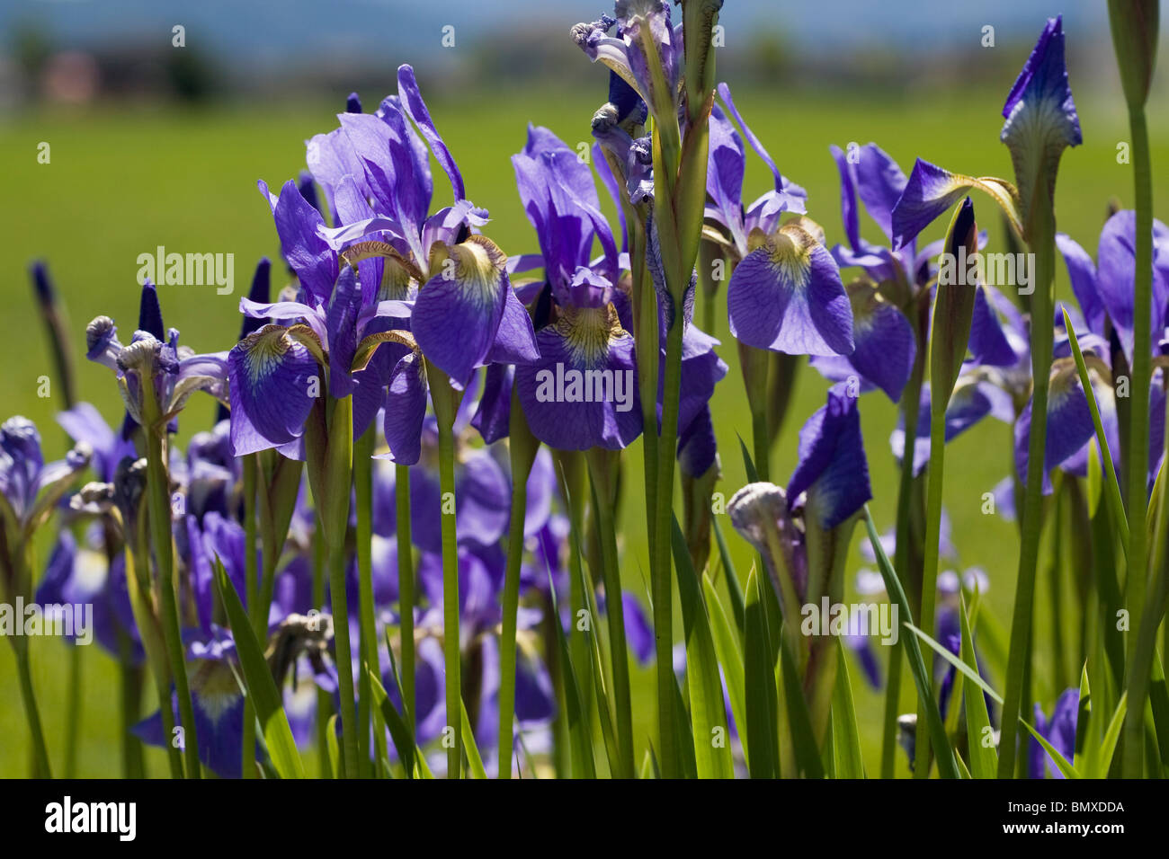 Iris sanguinea flowers. Stock Photo