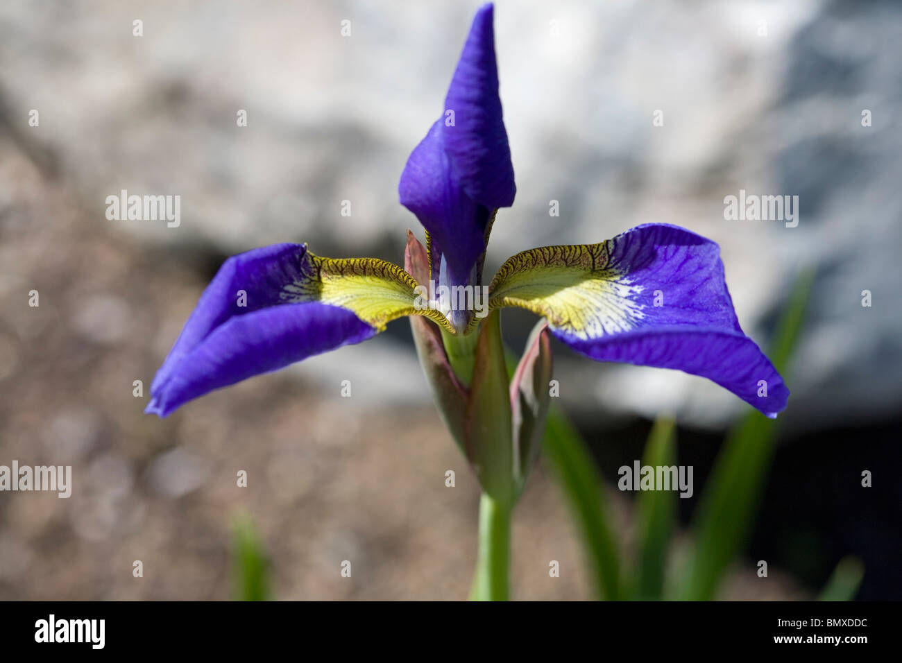 Iris sanguinea flower. Stock Photo