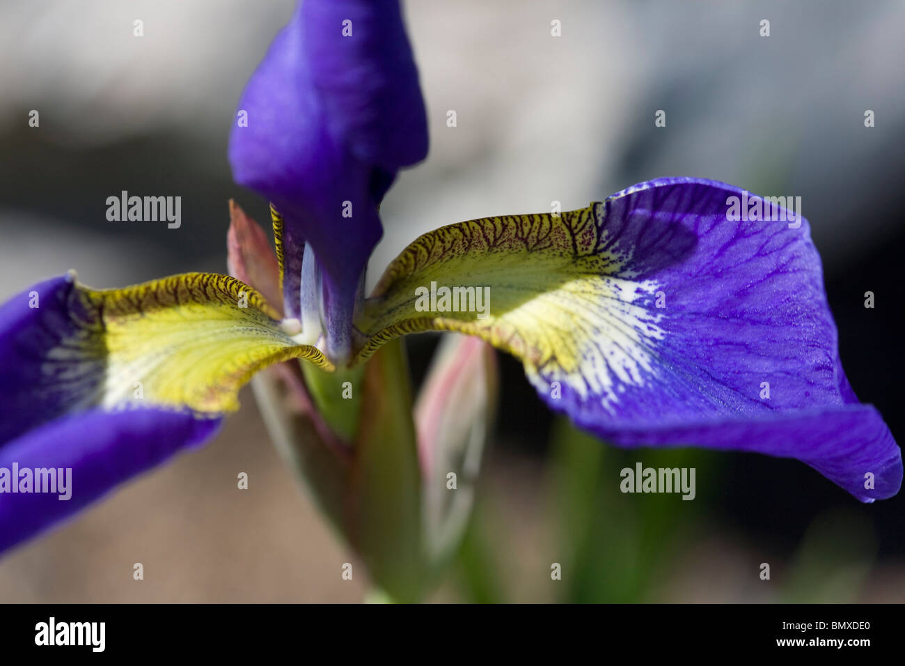 Iris sanguinea flower. Stock Photo